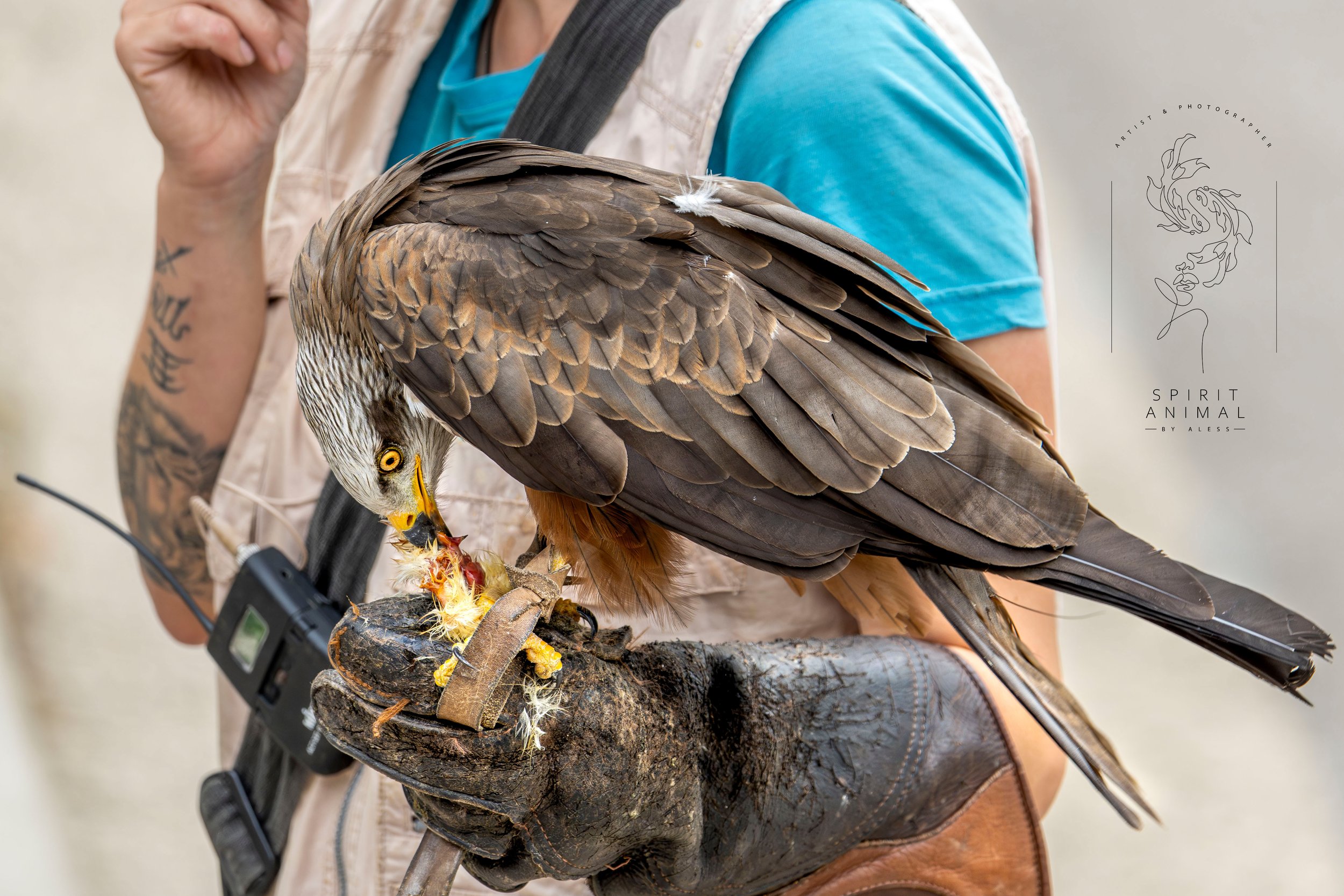 Ein Greifvogel mit braunen Federn wird von einer Person gehalten, die einen Tiertenkeladienschutz trägt. Der Vogel frisst Fleisch aus einem kleinen Fang-Geschirr. Der Hintergrund ist neutral und unscharf, Fotografie von SPIRIT ANIMAL