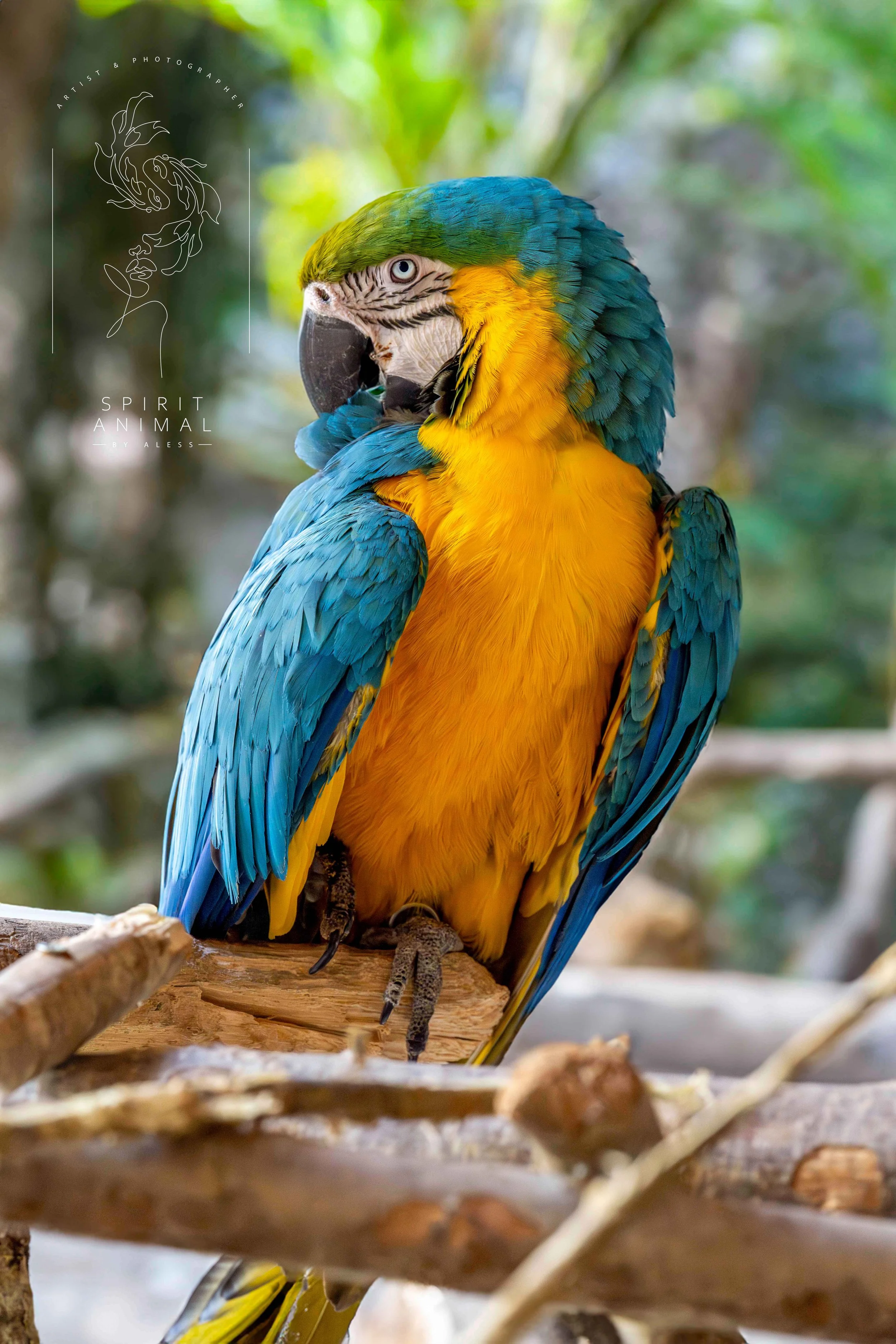 Ein bunter Ara auf einem Baumstamm, umgeben von Zweigen, mit einer grünen, unscharfen Hintergrundkulisse.