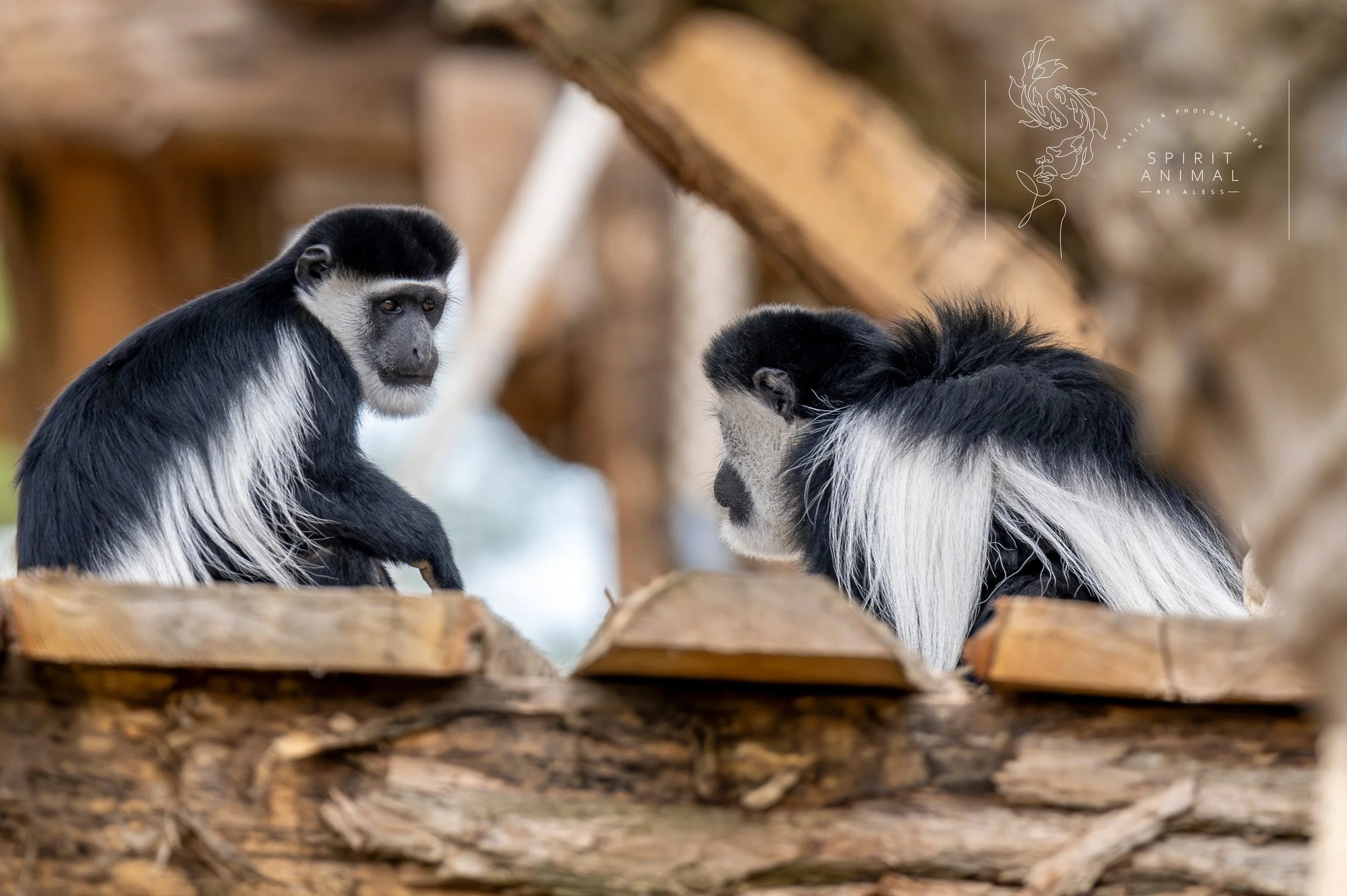 Zwei kleine Affen sitzen auf Baumstämmen, sehen sich an und haben eine natürliche Umgebung im Hintergrund, Fotografie von SPIRIT ANIMAL