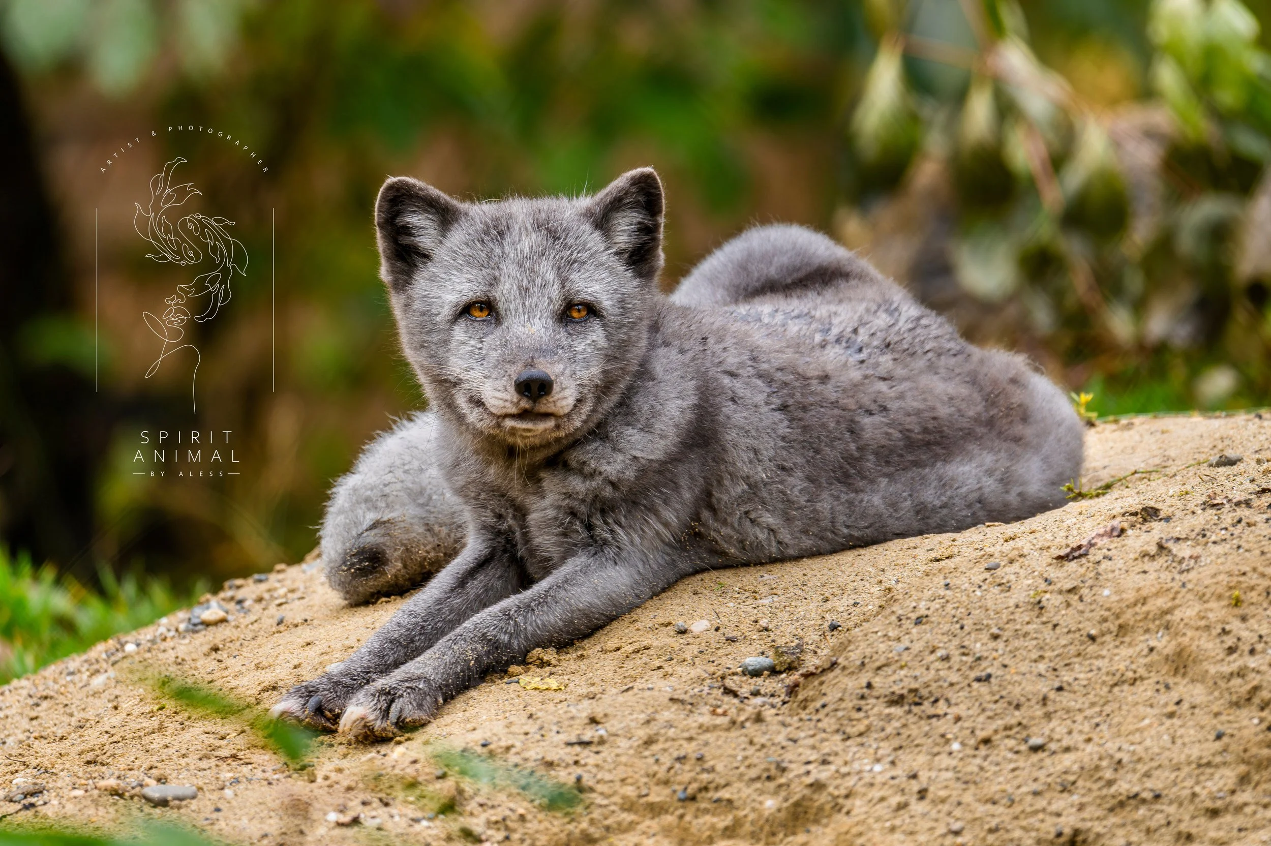 Ein grauer Eisfuchs liegt auf dem Sand und blickt in die Kamera, umgeben von grünen Pflanzen im Hintergrund, Fotografie von SPIRIT ANIMAL
