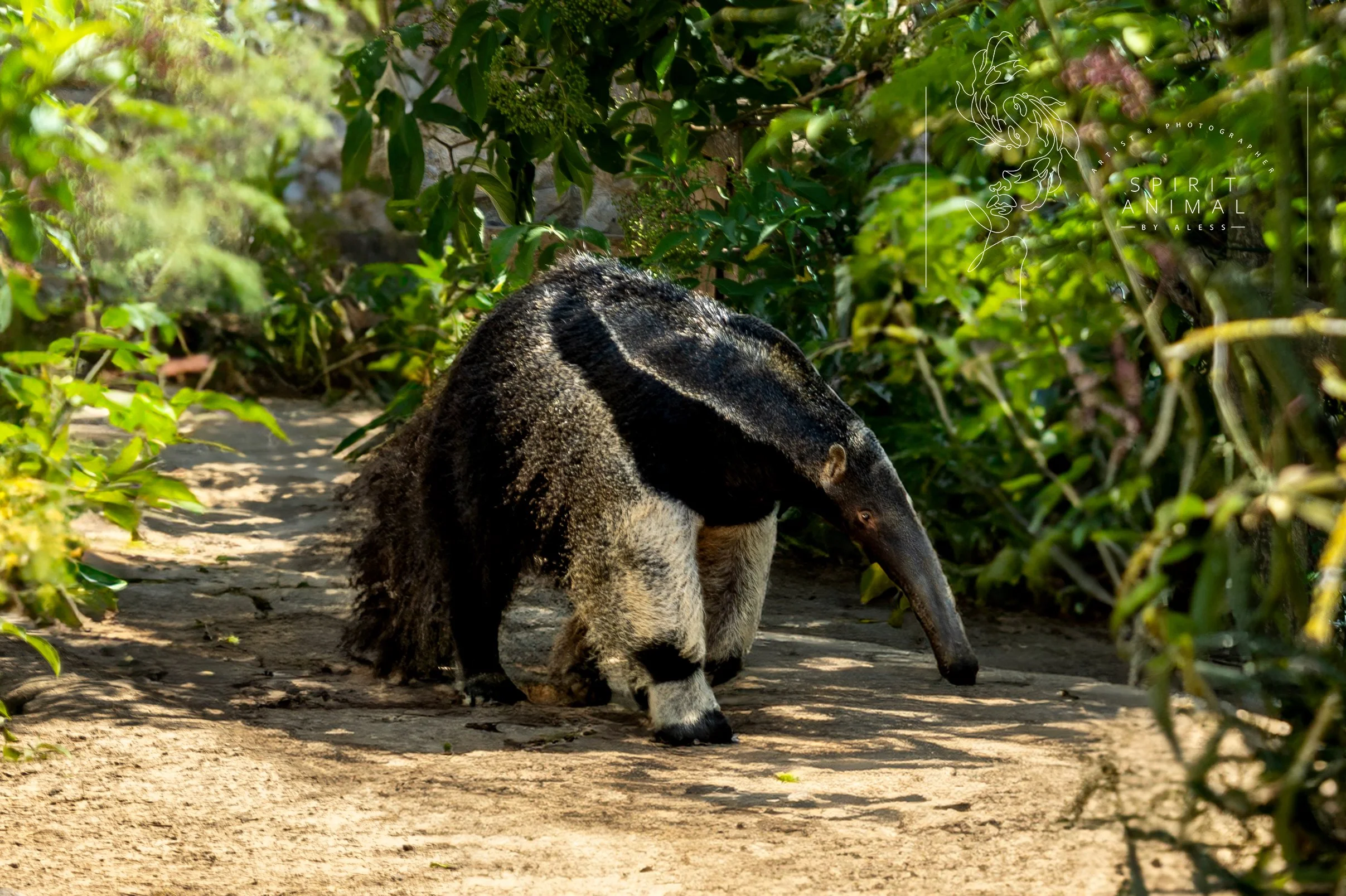 Das Bild zeigt einen Ameisenbären, der auf einem sandigen Weg läuft, umgeben von grünen Pflanzen und Büschen, Fotografie von SPIRIT ANIMAL