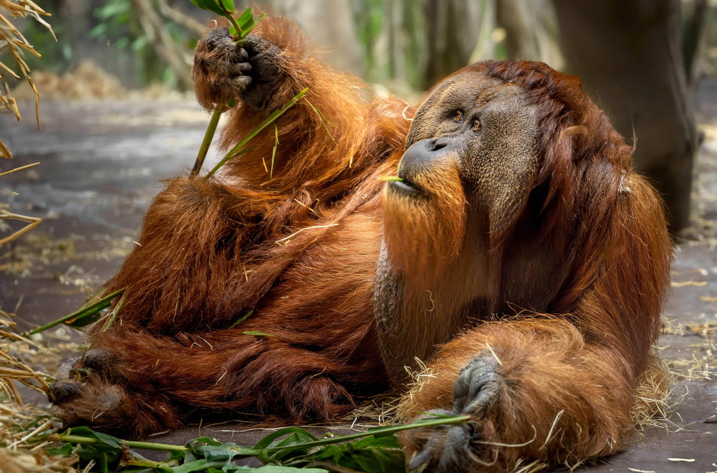Ein Orang-Utan liegt auf dem Boden, isst Blätter. Fotografie von SPIRIT ANIMAL by Aless. Teil des WILD REFLECTION COLORFUL ECHOES Projekts.