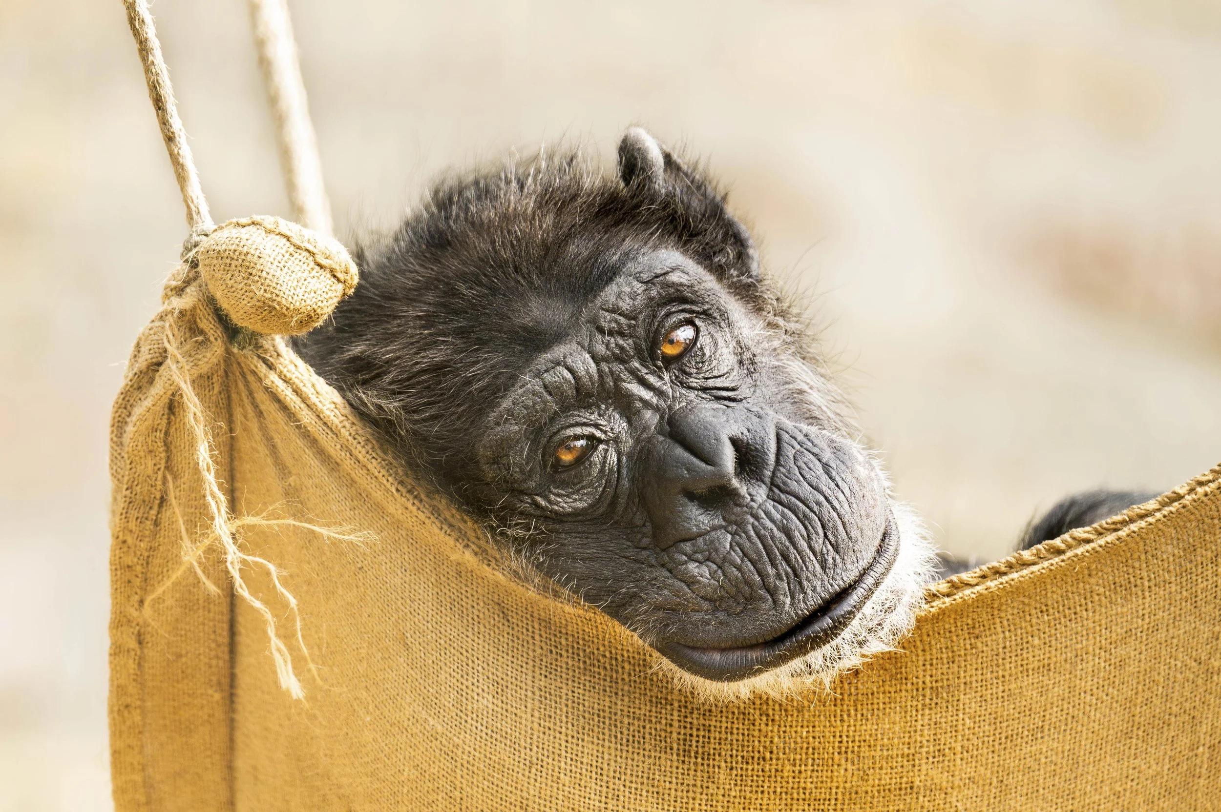 Ein Affe liegt in einem gelben Stoffbeutel und schaut nach oben, seine Gesichtszüge sind entspannt, DAYREAMER, Fotografie von SPIRIT ANIMAL