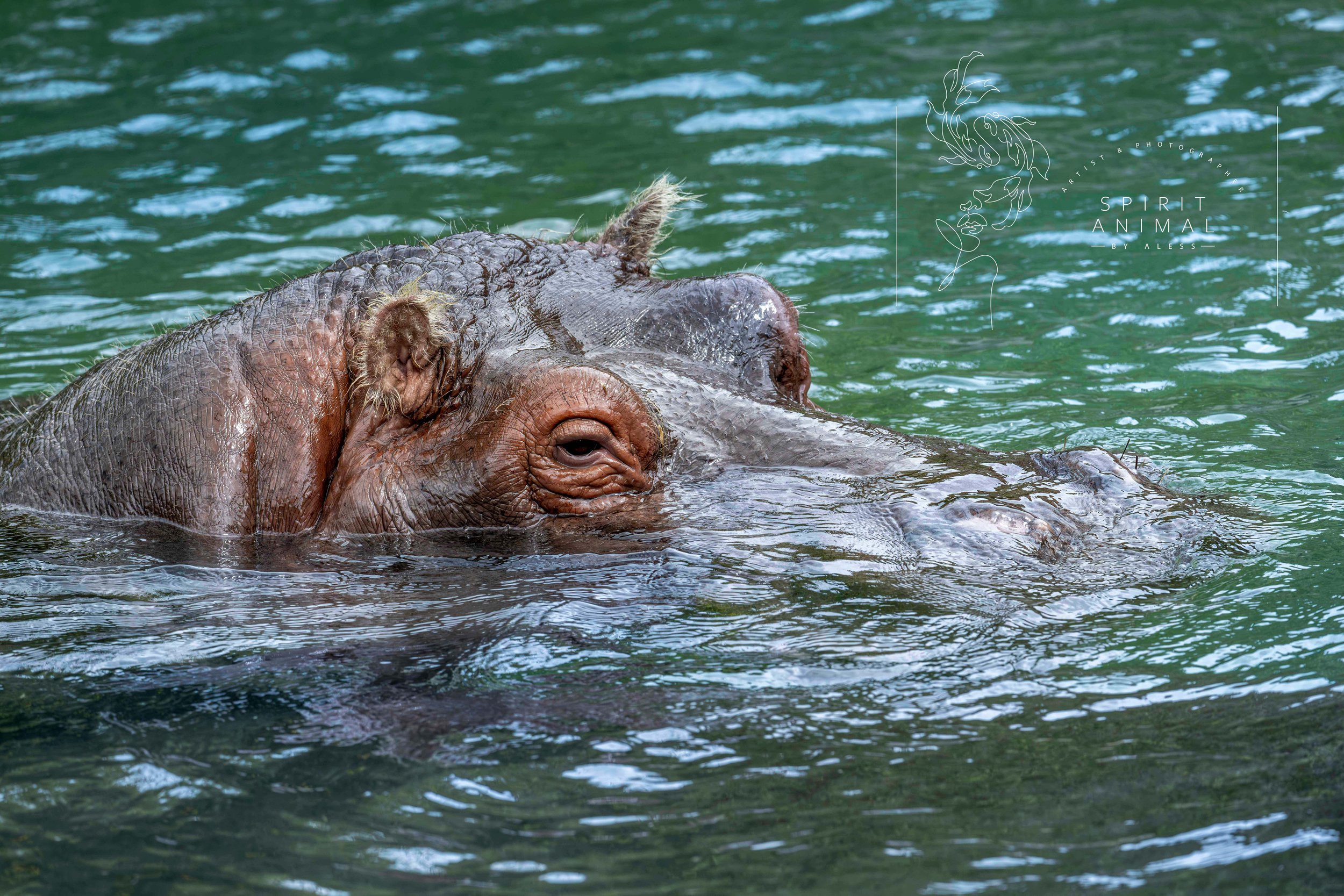 Ein Flusspferd schwimmt im Wasser, nur sein Kopf und der Rücken sind sichtbar, Fotografie von SPIRIT ANIMAL