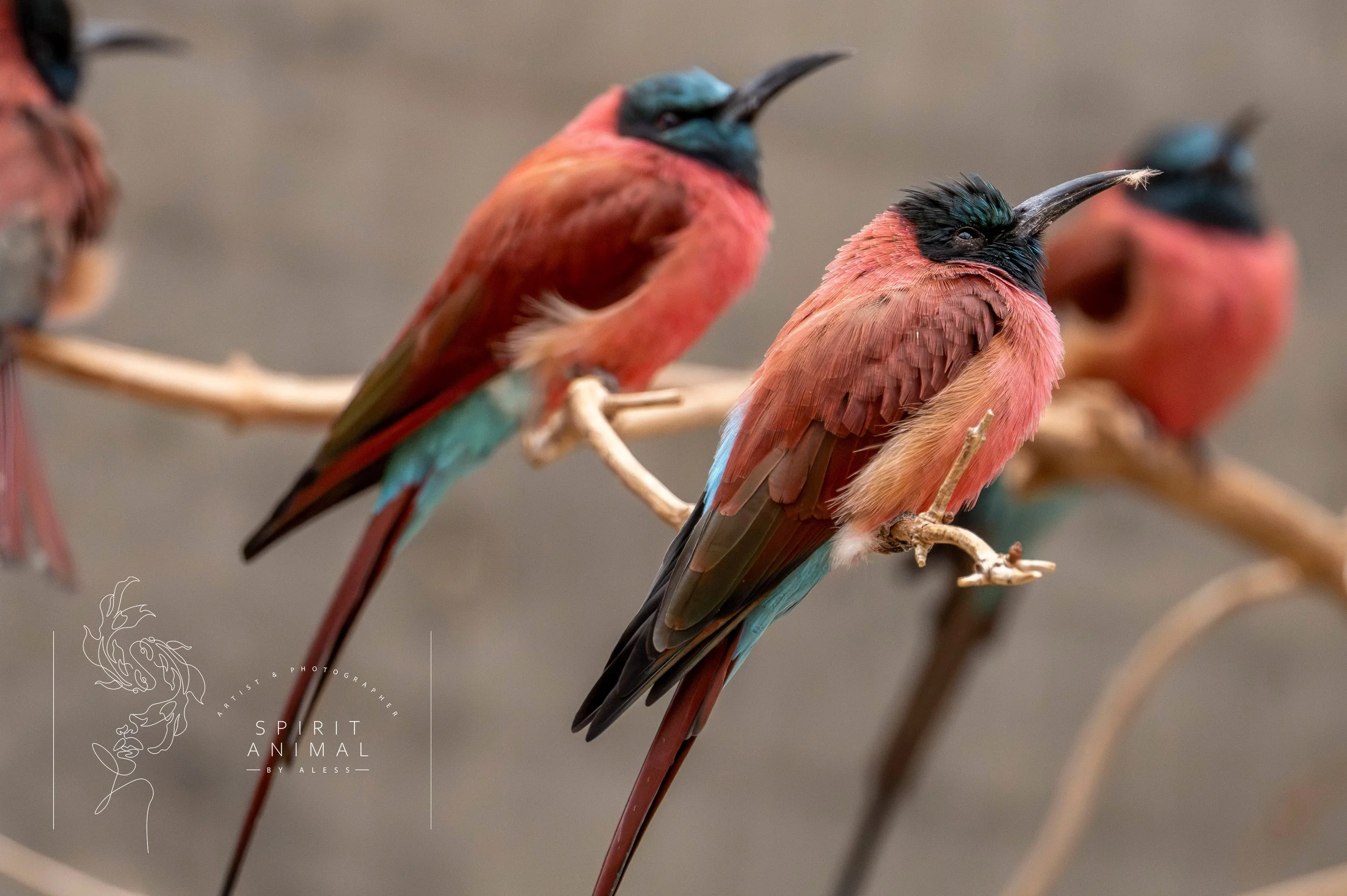 Mehrere bunte Vögel auf Zweigen, mit rotem, blauem und schwarzem Gefieder, vor einem neutralen Hintergrund, Fotografie von SPIRIT ANIMAL