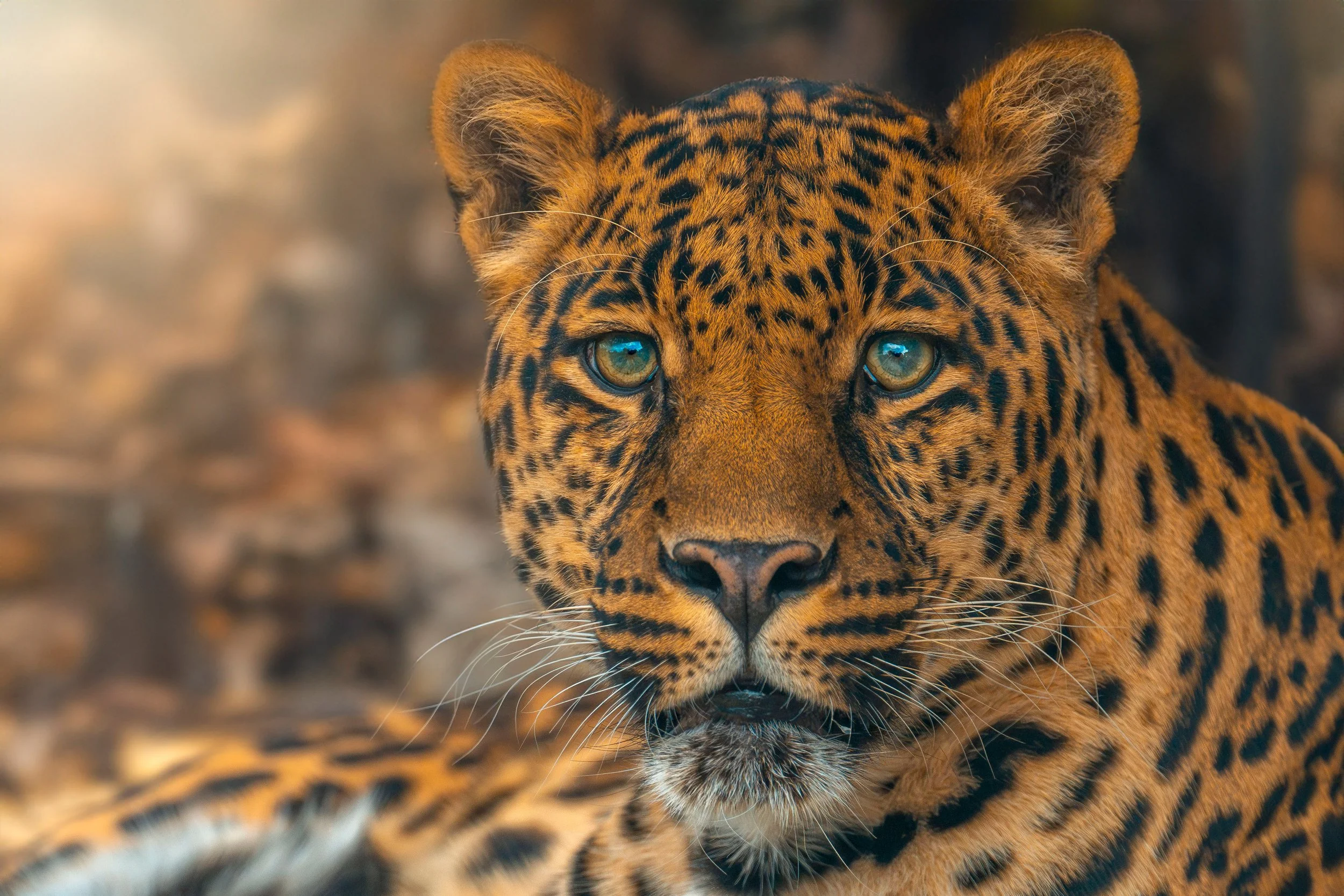 Nahaufnahme eines Leopards mit hellen Augen und gelb-orange geflecktem Fell, das in einem natürlichen Lebensraum sitzt, Fotografie von SPIRIT ANIMAL