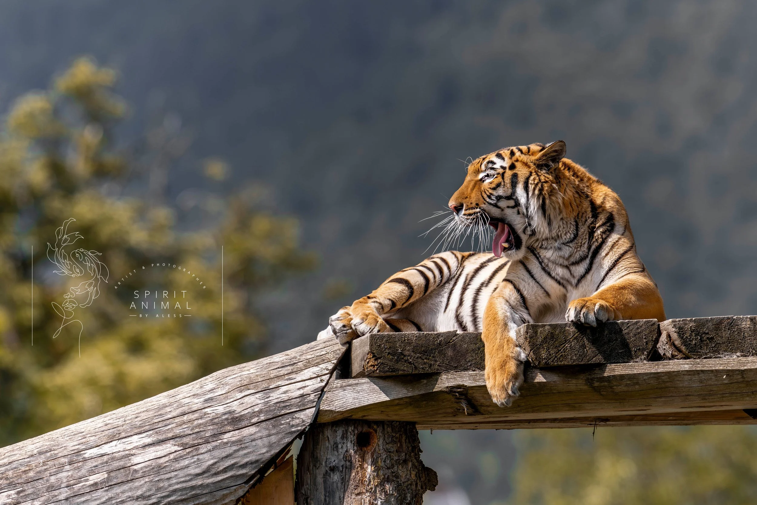 Eleganter Tiger liegt auf einer Holzplattform, mit einem bewaldeten Hintergrund, THE TIGER KING, Fotografie von SPIRIT ANIMAL