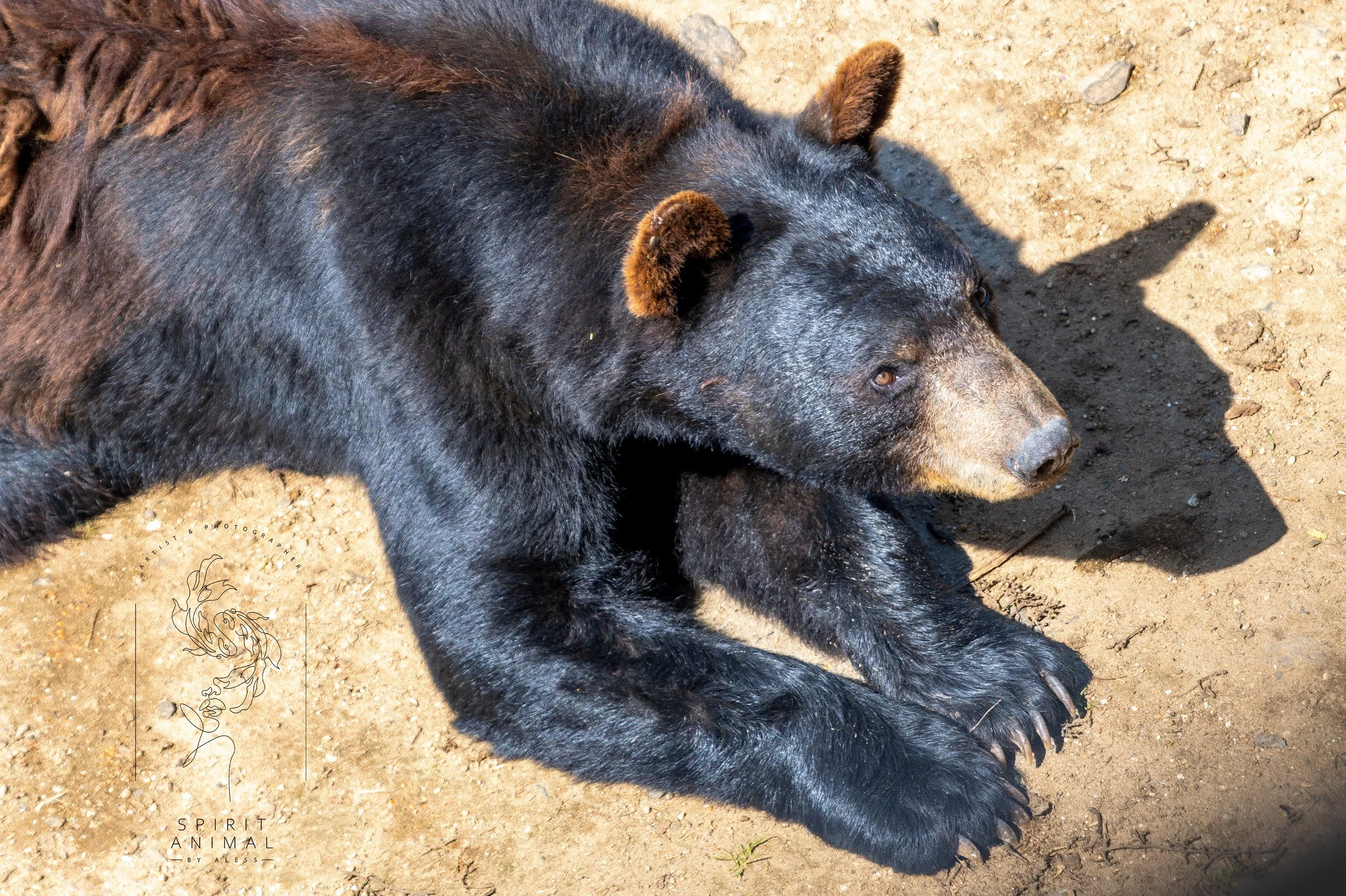 Bär liegt auf dem Boden, Sonne scheint auf sein schwarz-blaues Fell, Fotografie von SPIRIT ANIMAL