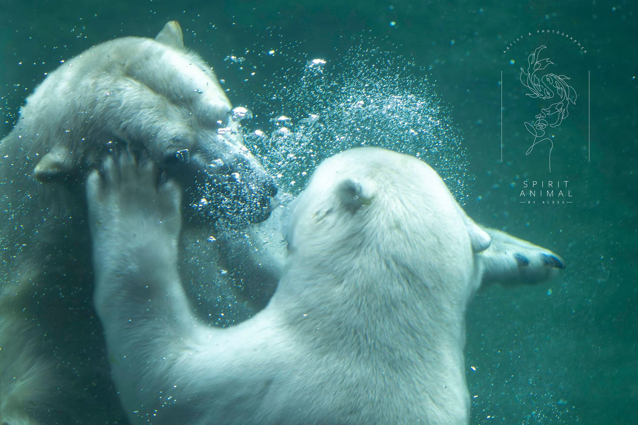 Zwei Eisbären beim Spiel im Wasser, Wasser spritzt, Fotografie von SPIRIT ANIMAL