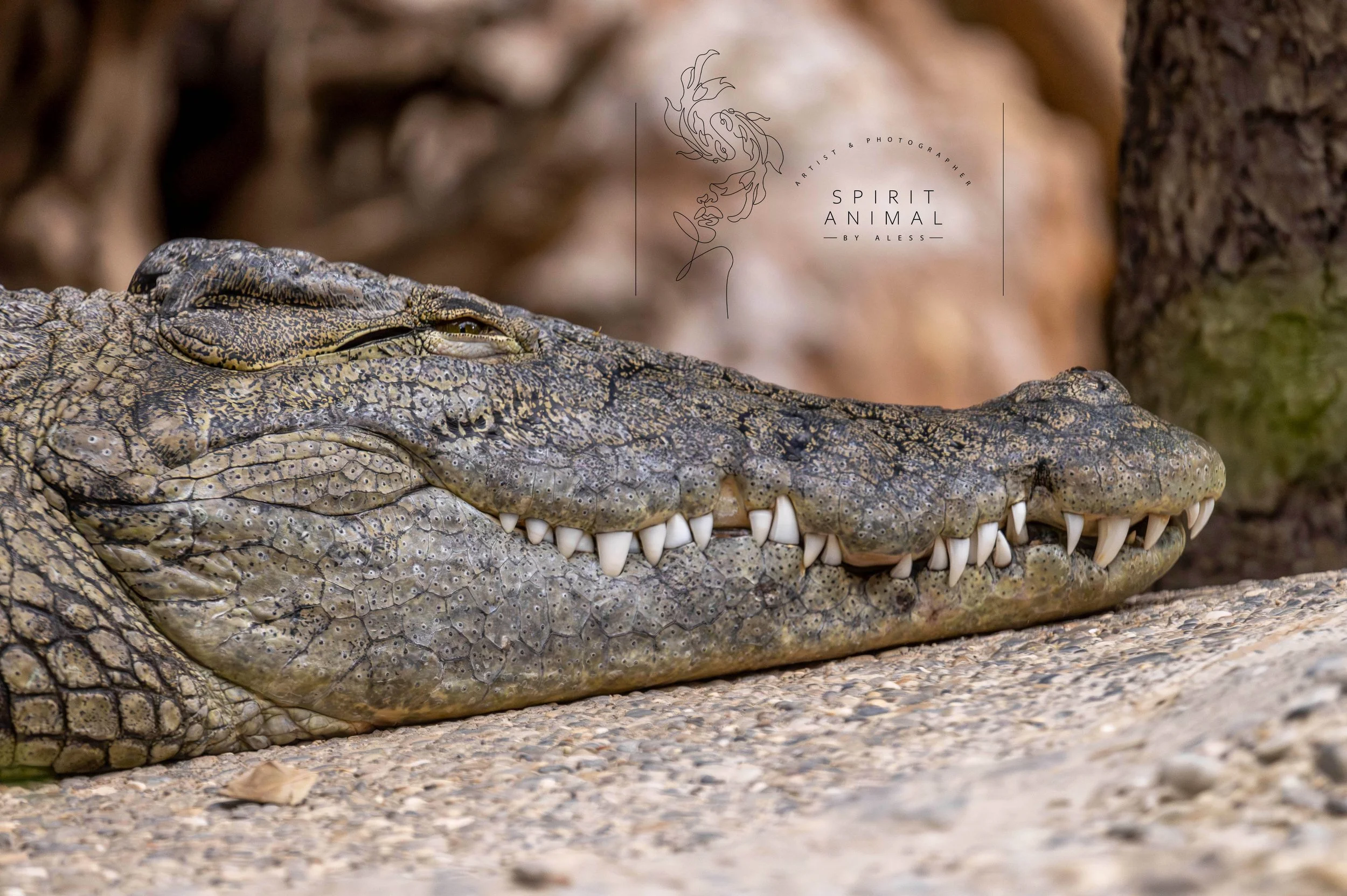 Nahaufnahme eines Krokodils, das auf dem Boden liegt, mit Fokus auf das Gesicht und die Zähne, im Hintergrund unscharfe Natur.