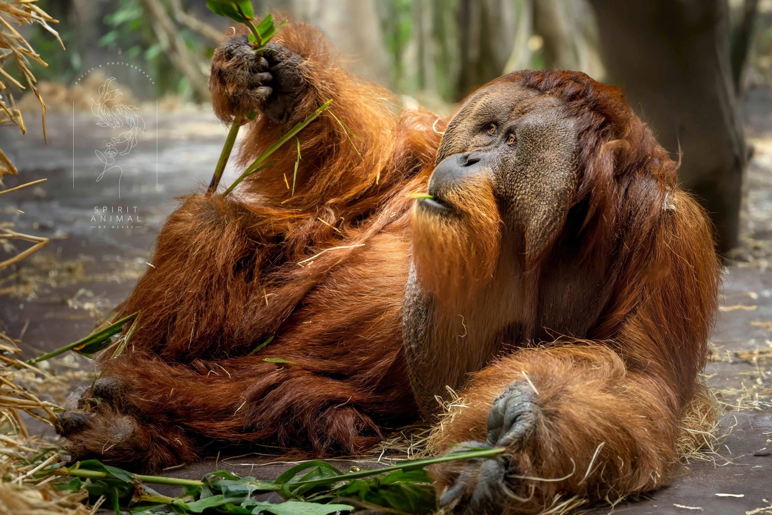 Ein Orang-Utan liegt auf dem Boden und isst Blätter, Fotografie von SPIRIT ANIMAL