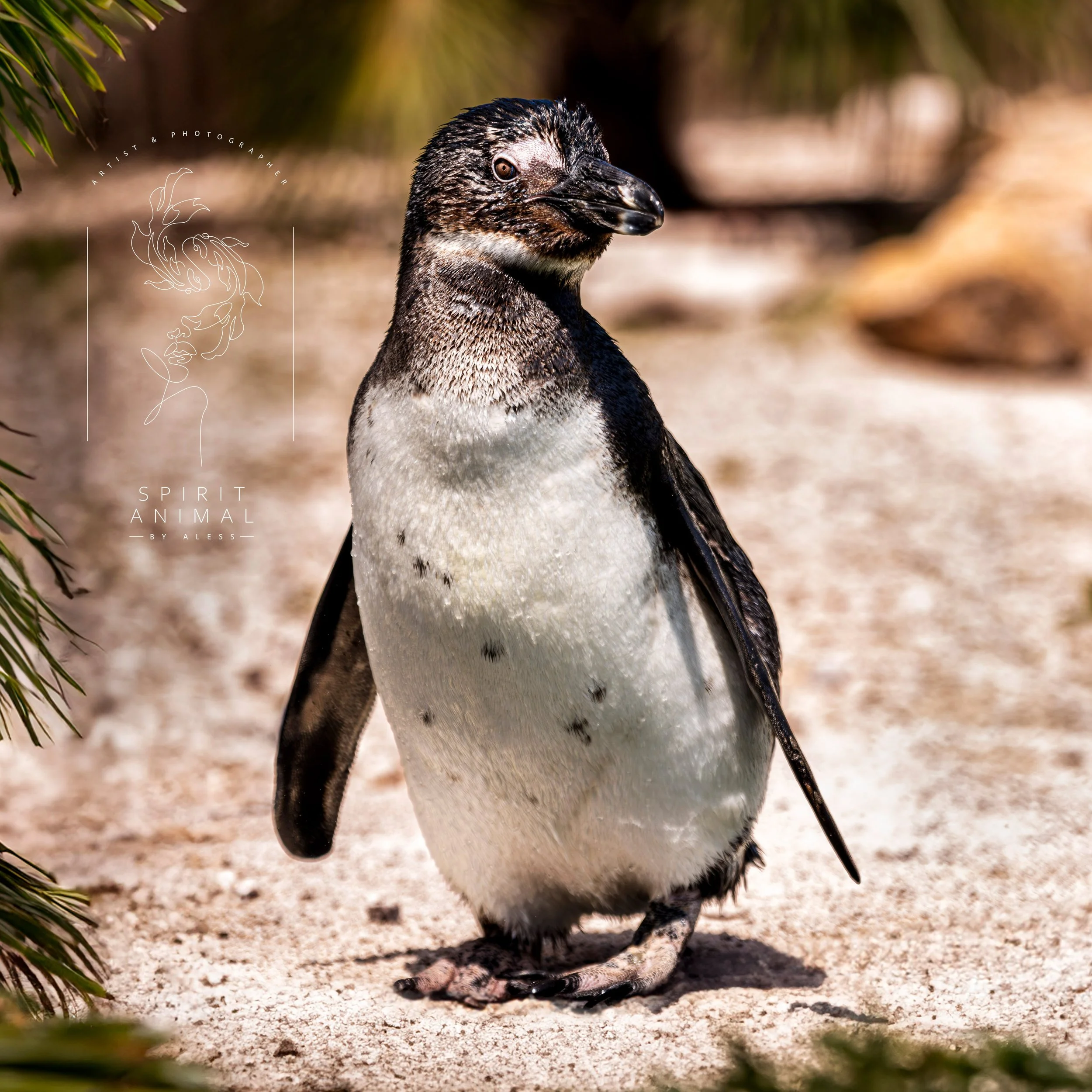Ein Pinguin stehend auf Sand am Strand, umgeben von grünen Blättern, Fotografie von SPIRIT ANIMAL