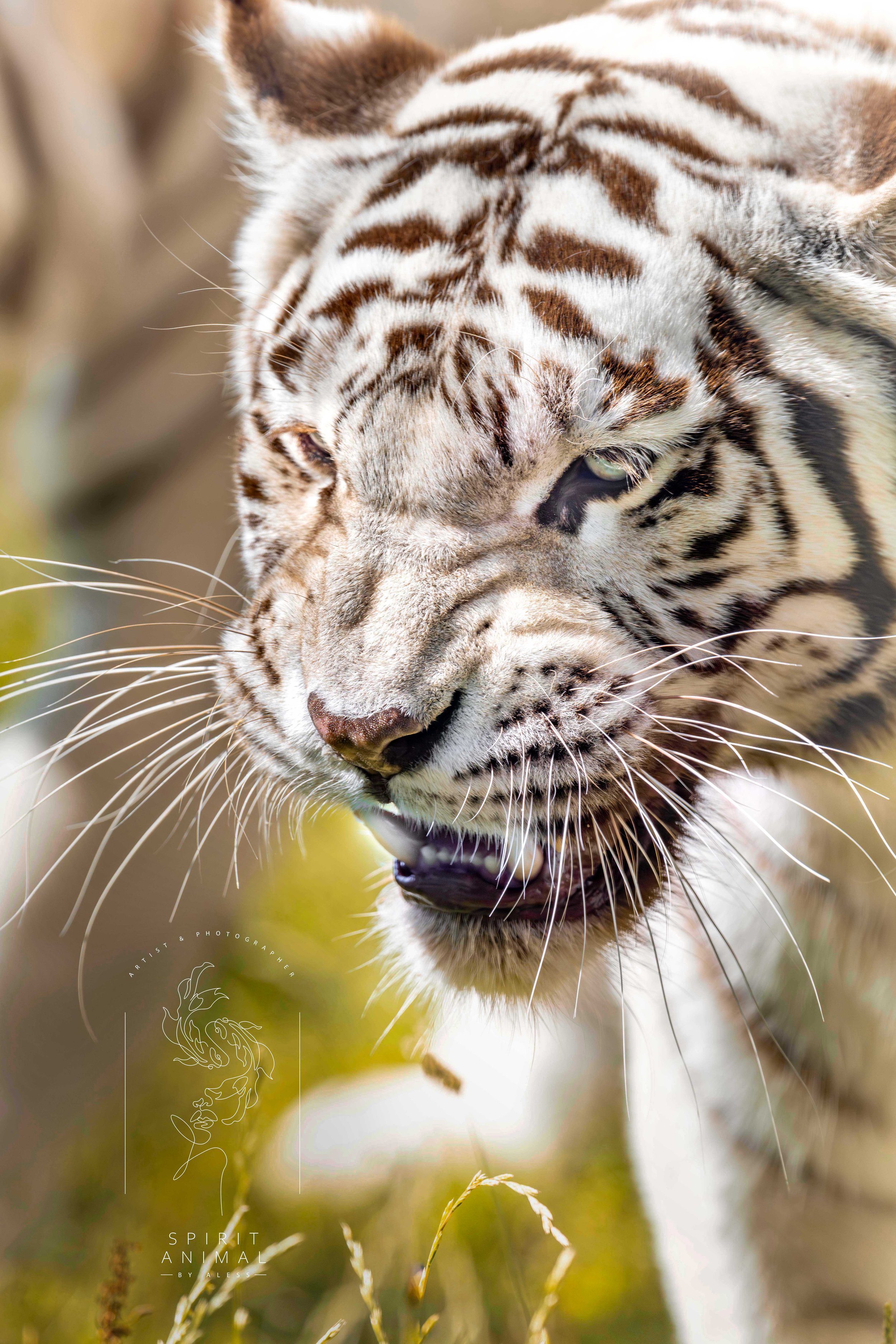 Nahaufnahme eines weißen Tigers mit schwarzen Streifen, schlonzendes Maul, leuchtende gelbe Augen, in einer grasbewachsenen Umgebung.