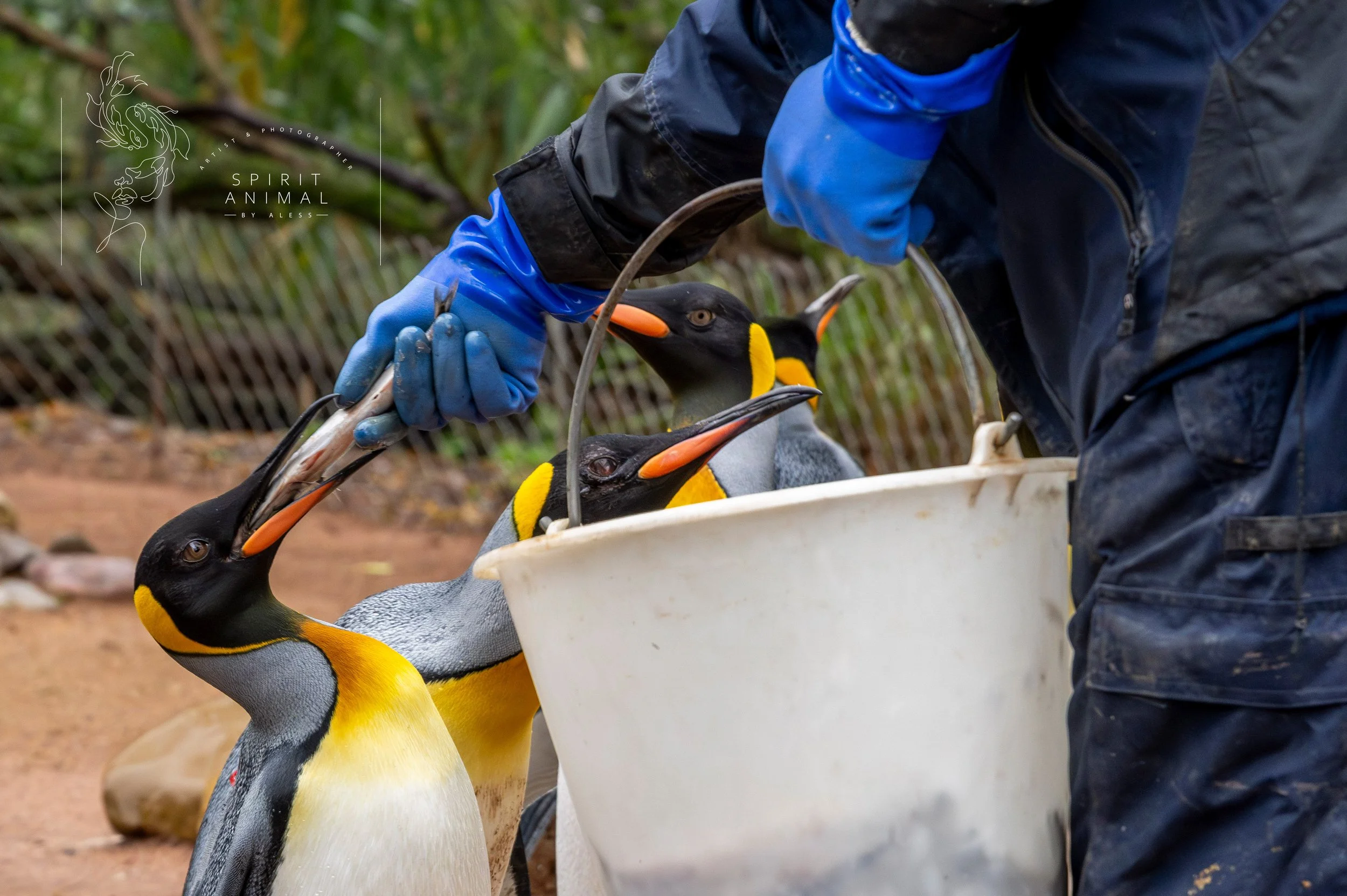Ein Mensch in blauen Gummihandschuhen hält drei Pinguine, während er sie aus einem weißen Behälter füttert, im Hintergrund eine umzäunte natürliche Umgebung, Fotografie von SPIRIT ANIMAL