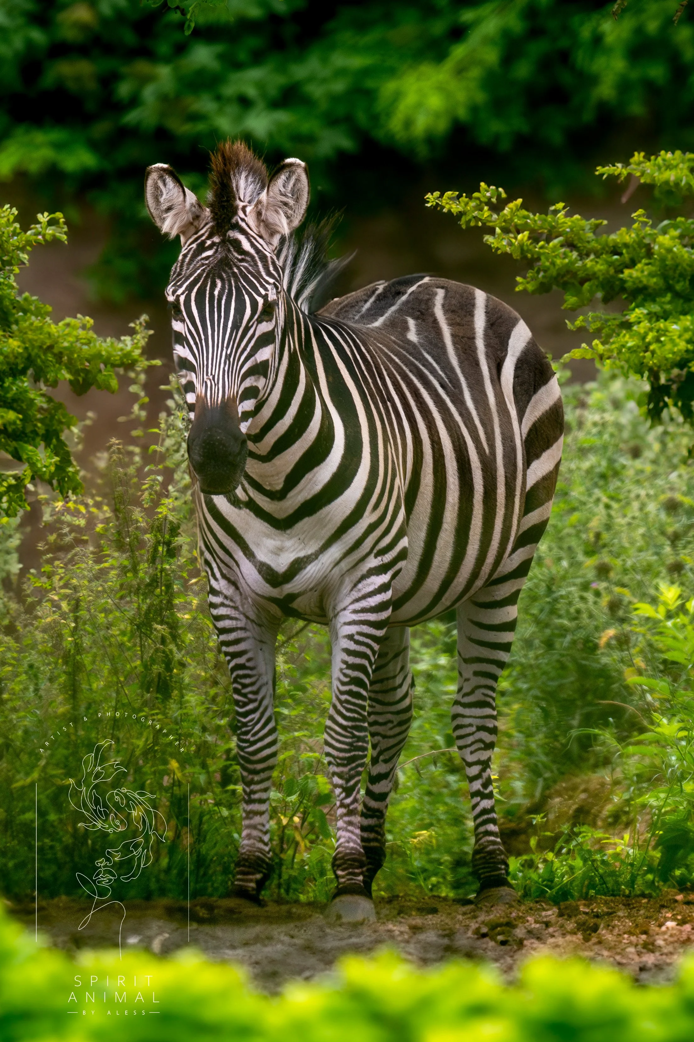Zebra in einem grünen Umgebung, Fotografie von SPIRIT ANIMAL