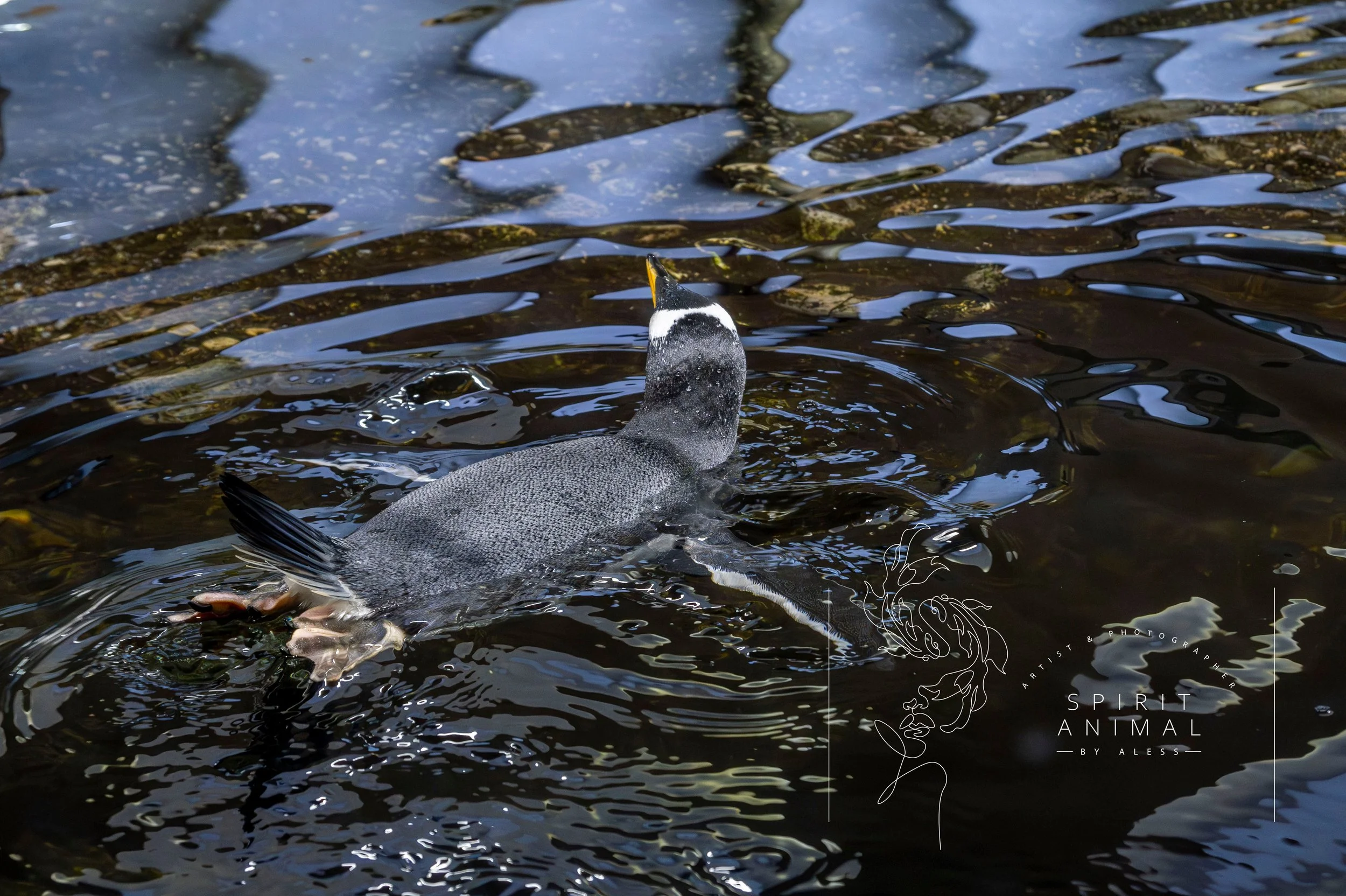 Pinguin schwimmt im Wasser, Wasseroberfläche mit Reflexionen, dunkles Wasser, im Hintergrund Wasser mit Steinen, Fotografie von SPIRIT ANIMAL