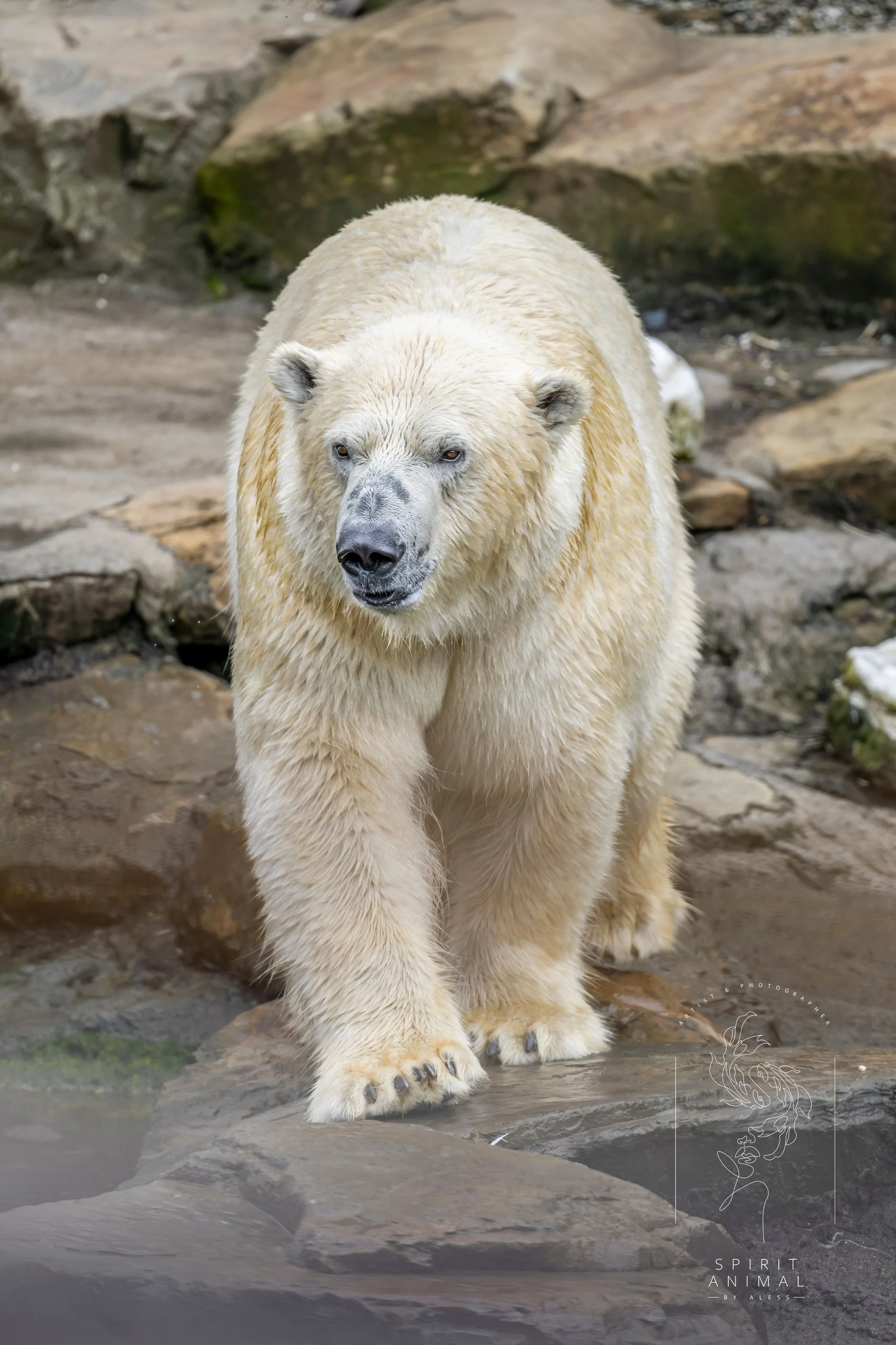 Ein Eisbär in einer natürlichen Umgebung mit Steinen und Wasser, Fotografie von SPIRIT ANIMAL