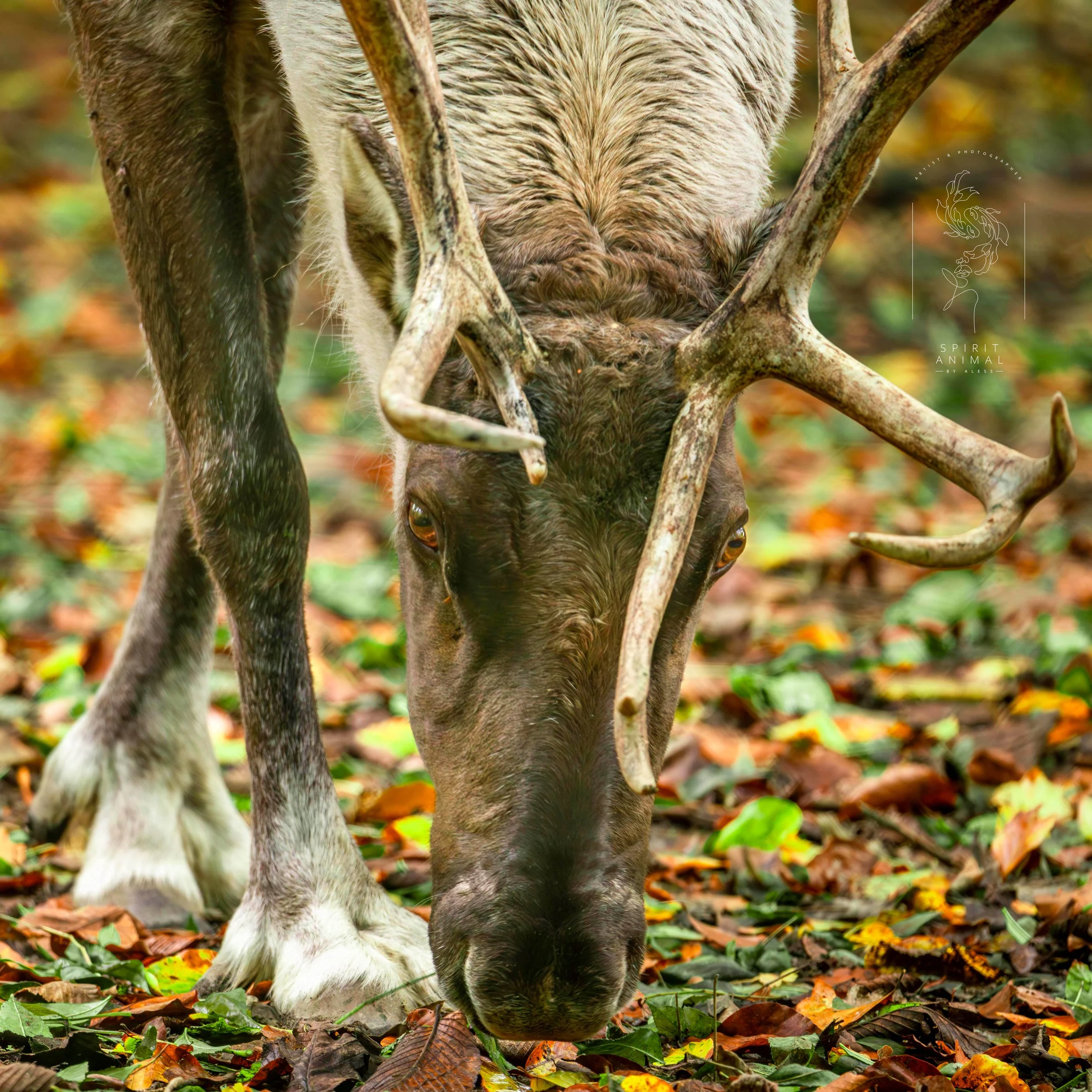 Ein Rentier steht auf einem Waldboden mit bunten Herbstblättern, schaut direkt in die Kamera, hat große Geweihe, Fotografie von SPIRIT ANIMAL