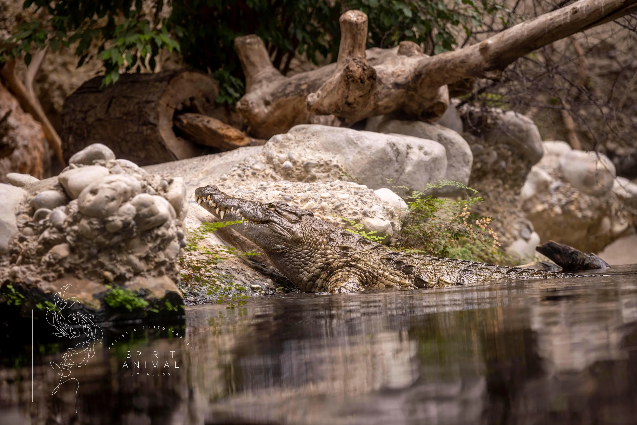 Ein Krokodil liegt am Ufer eines Flusses, umgeben von Steinen, Äste und Pflanzen, mit Wasser im Vordergrund, Fotografie von SPIRIT ANIMAL