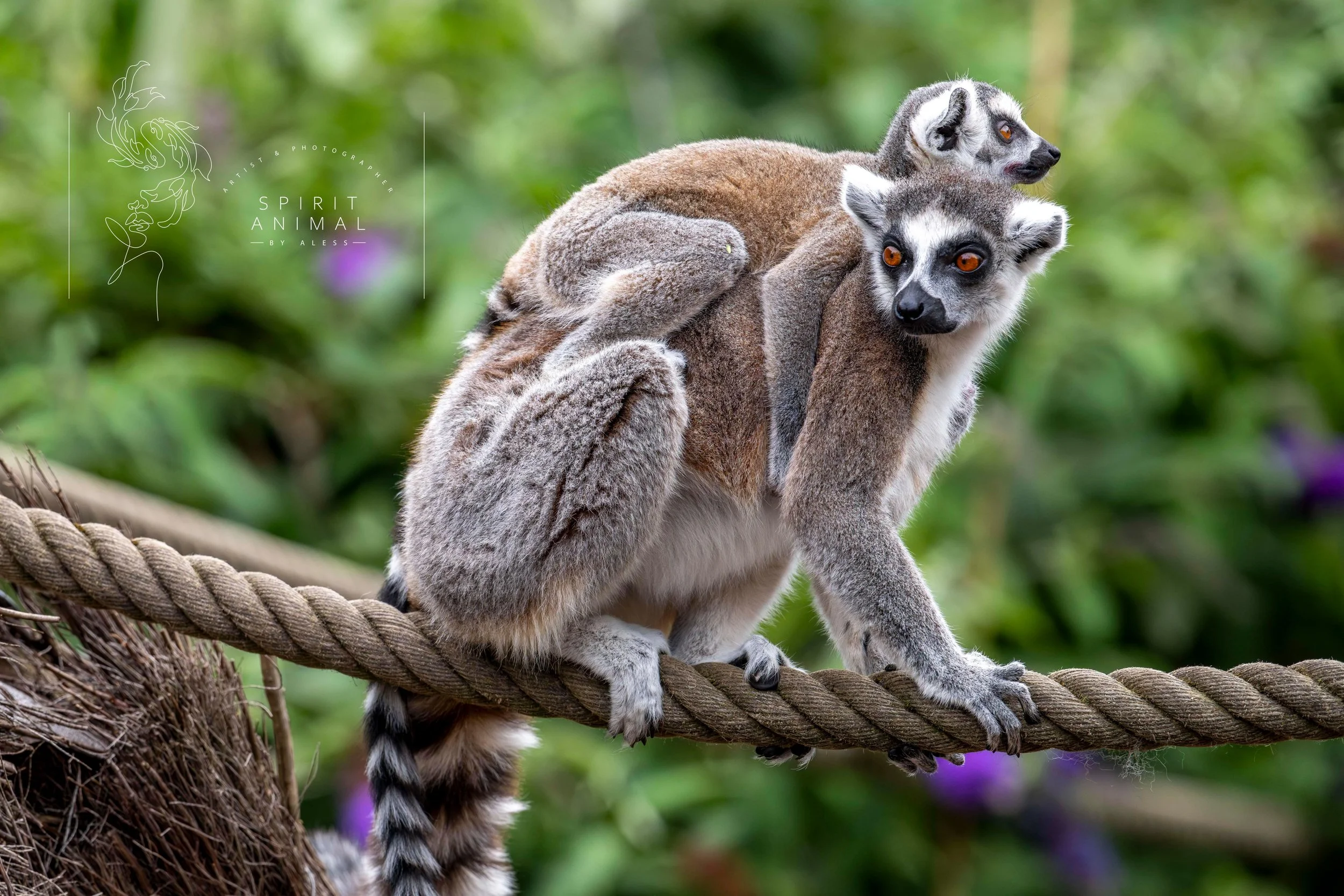 Zwei Lemuren, die auf einem dicken Seil auf einem Baumstamm sitzen. Das eine Lemur sitzt auf dem Rücken des anderen, der in Richtung Kamera blickt, während das andere in Richtung der linken Seite des Bildes schaut, Fotografie von SPIRIT ANIMAL