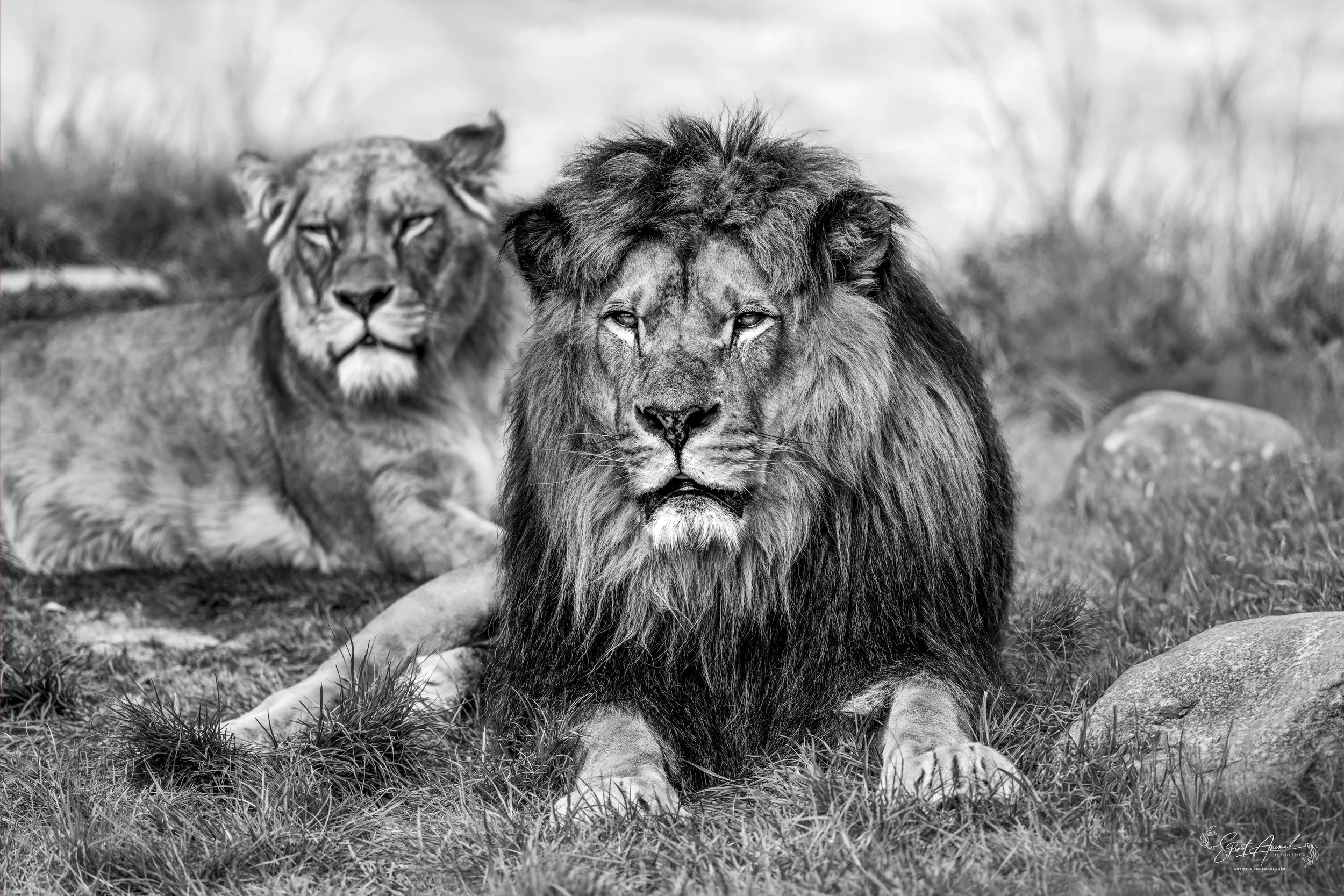 A001_1_Tiere_THE_LION_KING_202504161064-NR_B&W_Wandbild.jpg