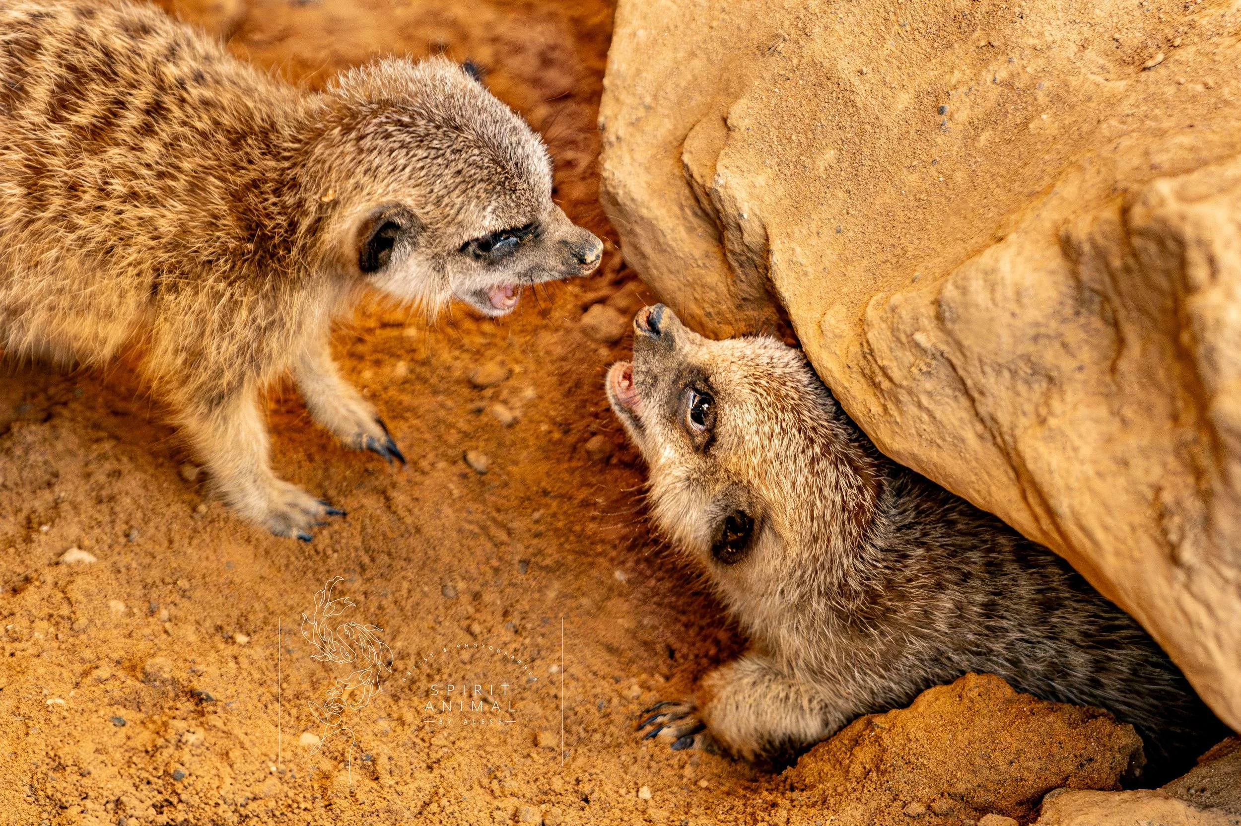 Zwei koosartige Erdmännchen, eines steht aufrecht und schreit, das andere liegt unter einem Felsen, beide auf Sandboden in der Wüste.