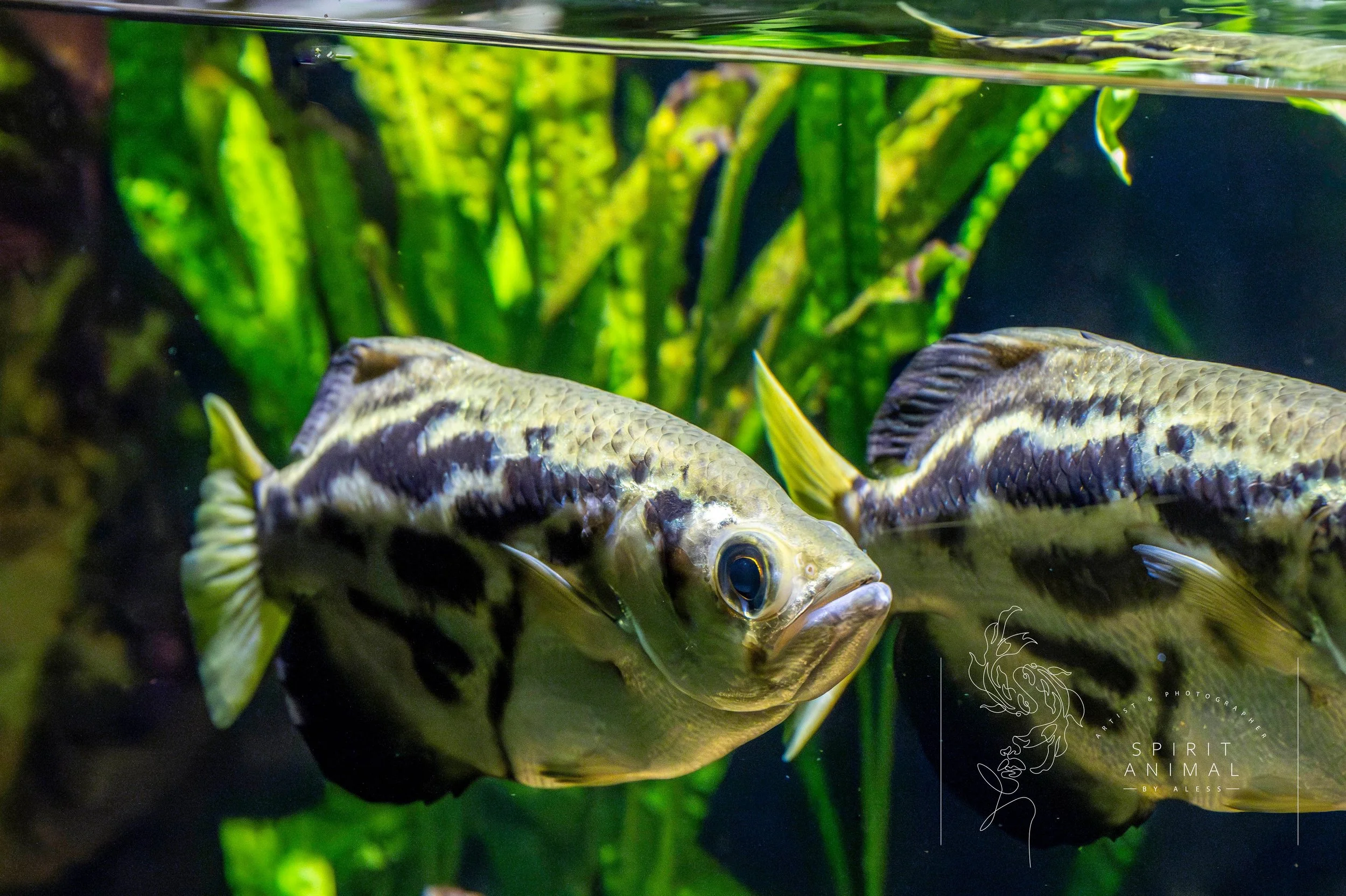 Zwei bunte Fische schwimmen vor grüner Wasserpflanze im Aquarium.