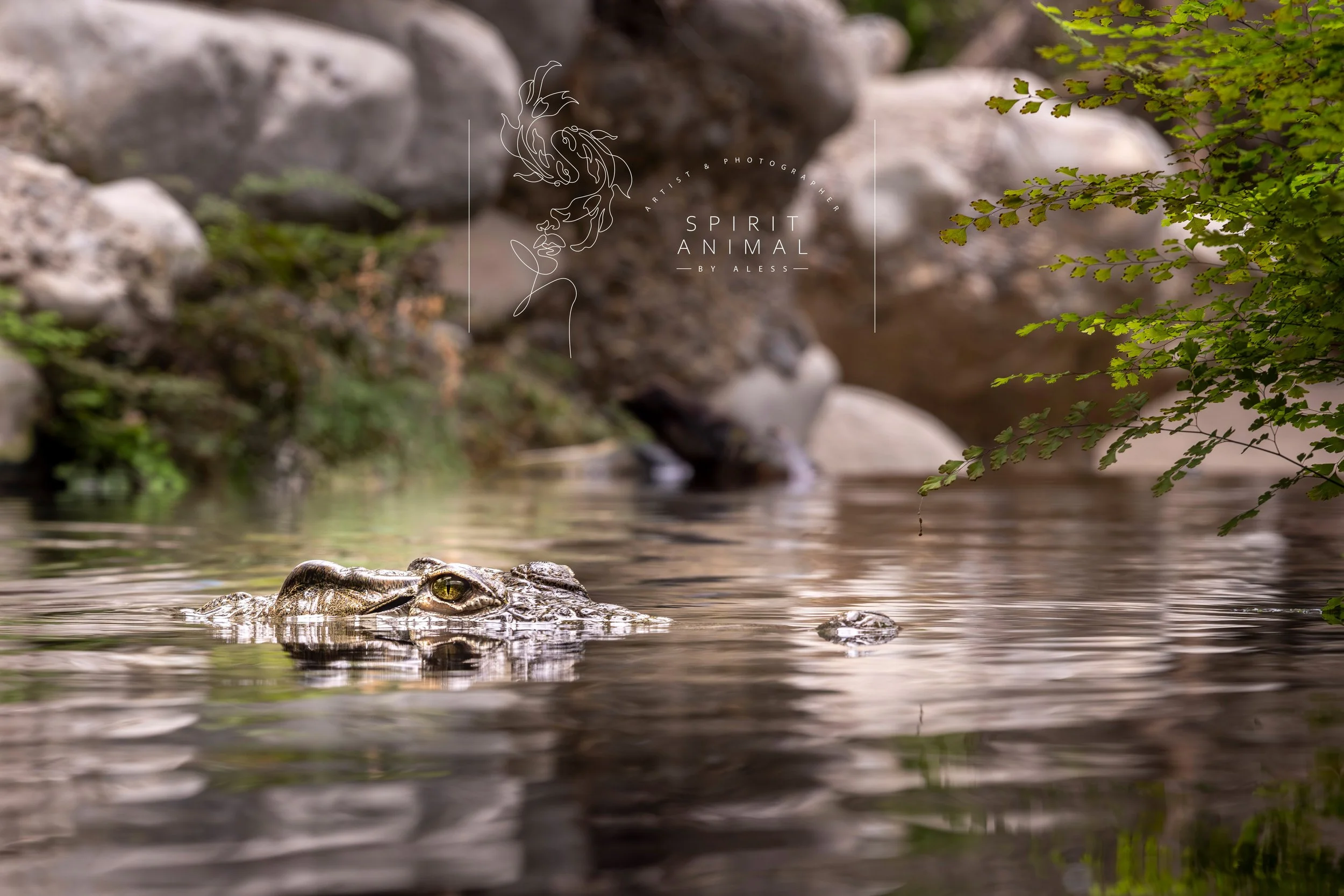 Eine Nahaufnahme eines Krokodils, schwimmend im Wasser, umgeben von Steinen und grünen Zweigen, Fotografie von SPIRIT ANIMAL
