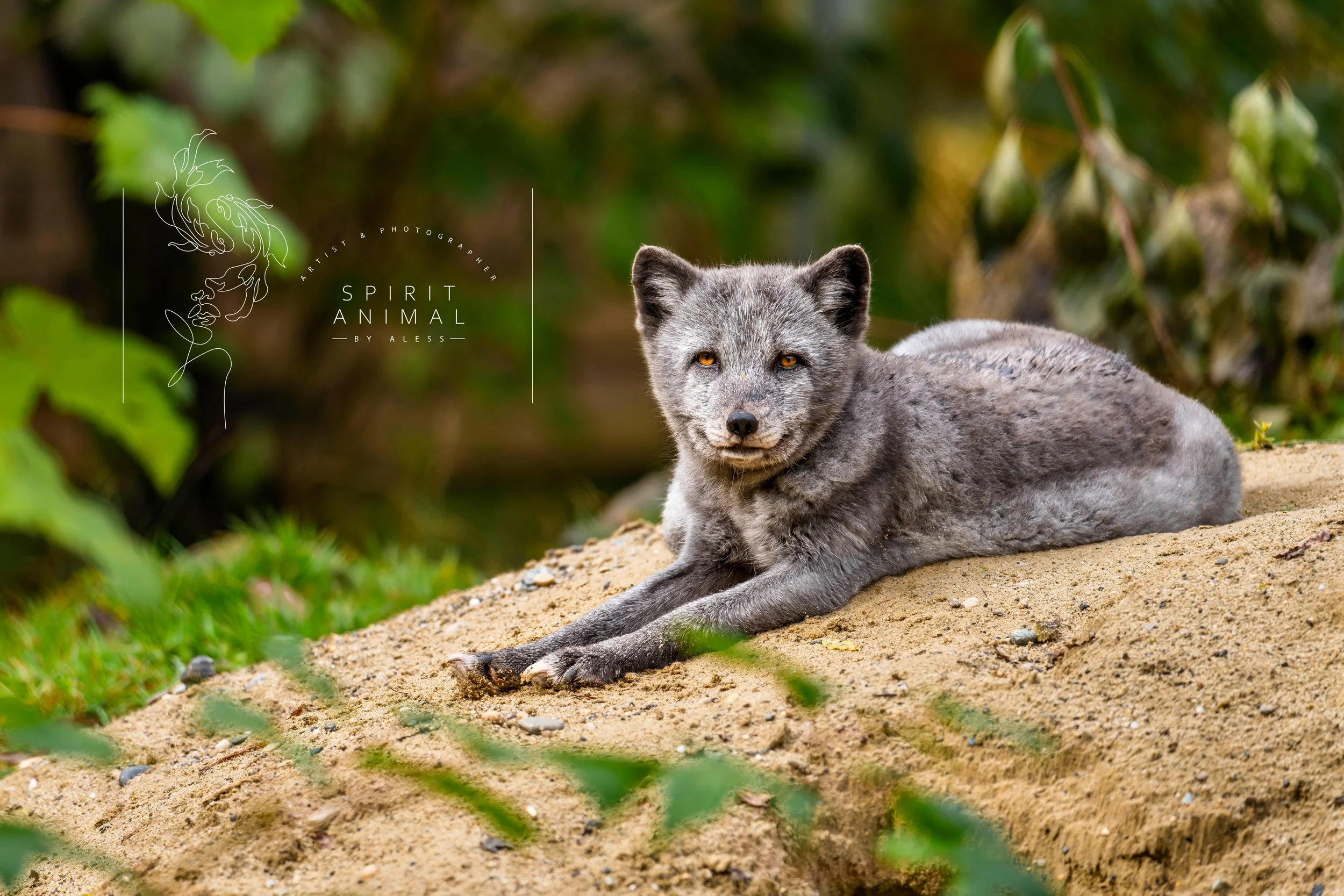 Ein grauer Eisfuchs liegt auf Sandboden mit grünen Pflanzen im Hintergrund, Fotografie von SPIRIT ANIMAL