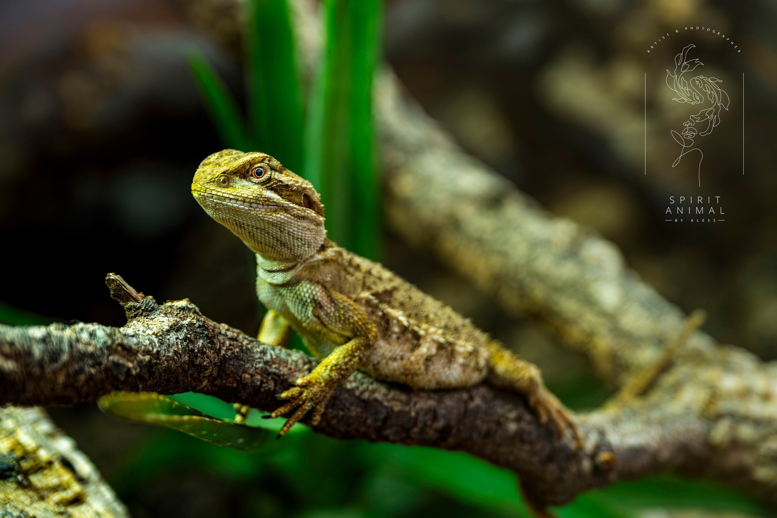 Ein grün-brauner Leguan sitzt auf einem Baumstamm, mit grünen Pflanzen im Hintergrund, Fotografie von SPIRIT ANIMAL