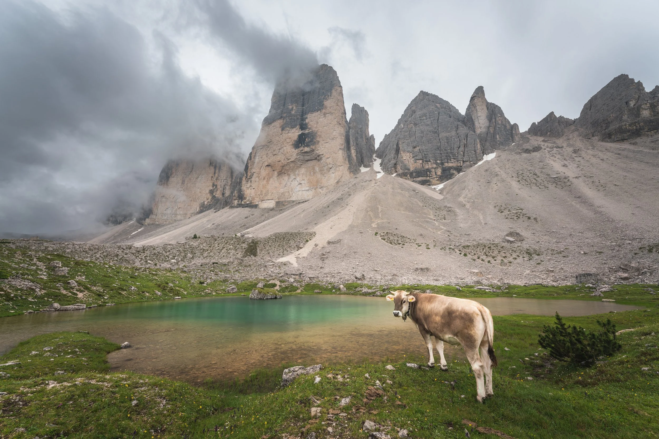 20210727 Tre Cime Cows-5 sRGB 3000.jpg