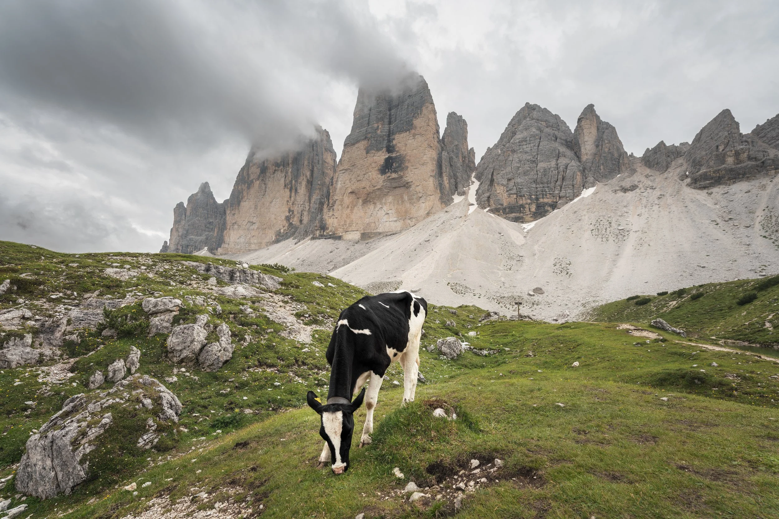 20210727 Tre Cime Cows-2 sRGB 3000.jpg