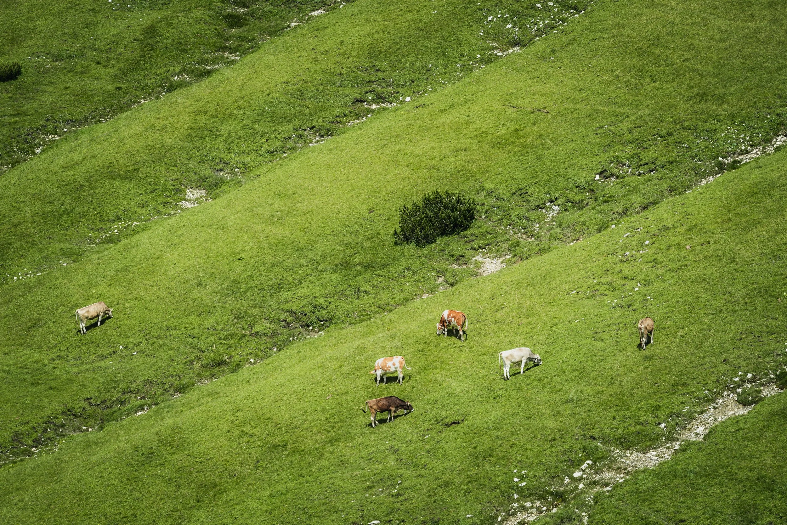 20210727 Tre Cime Cows-1 sRGB 3000.jpg