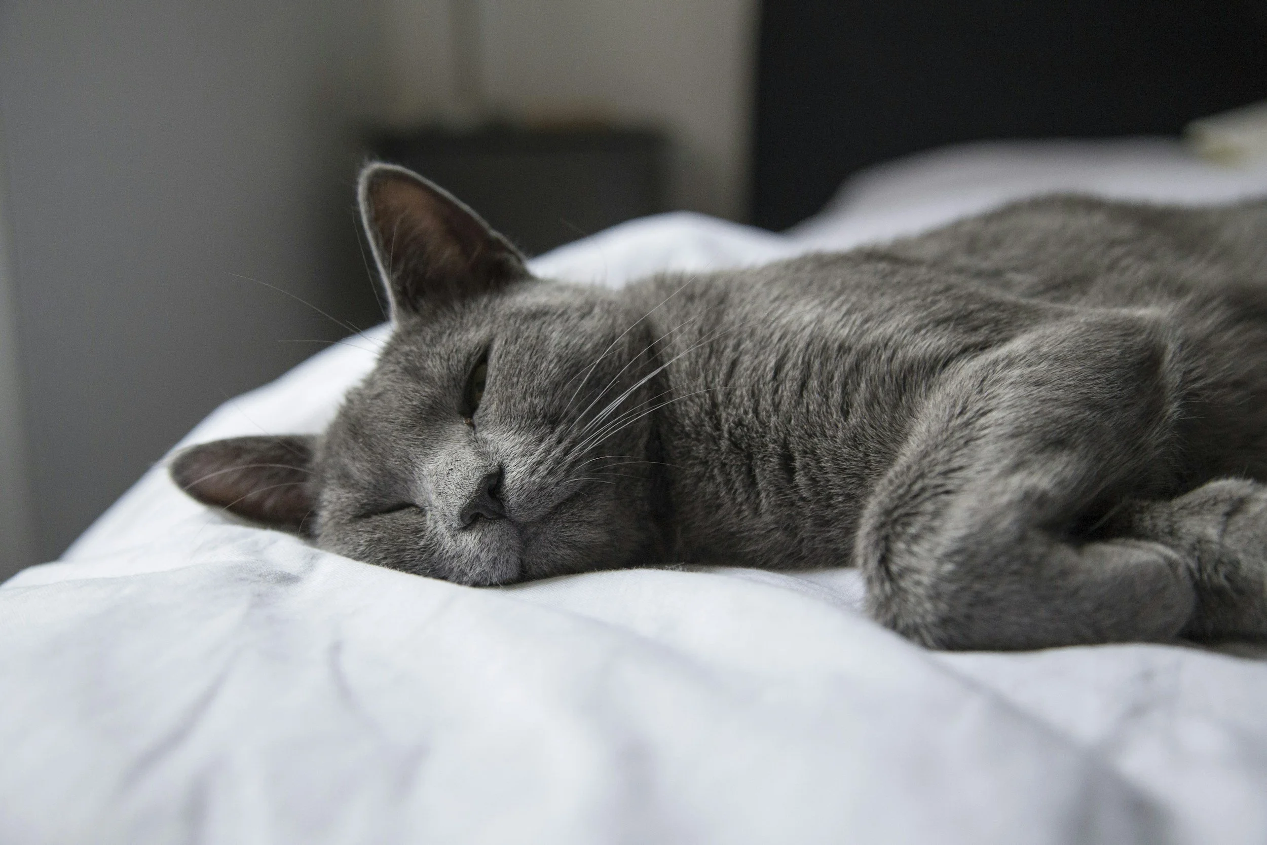 A gray cat sleeping on a white bed, with its eyes closed and body relaxed.