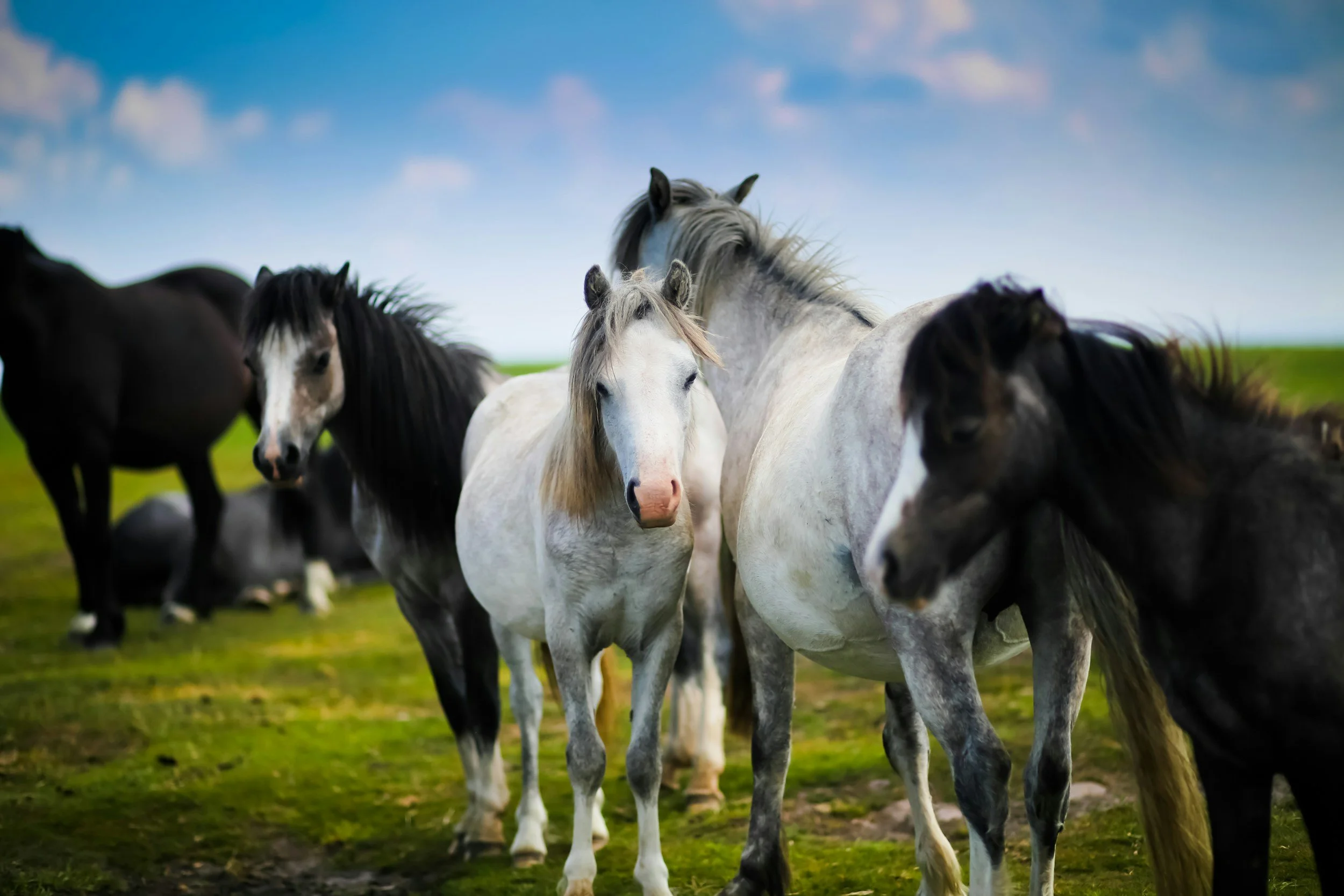 A group of horses, including white and black ones, standing on a grassy field under a partly cloudy sky.