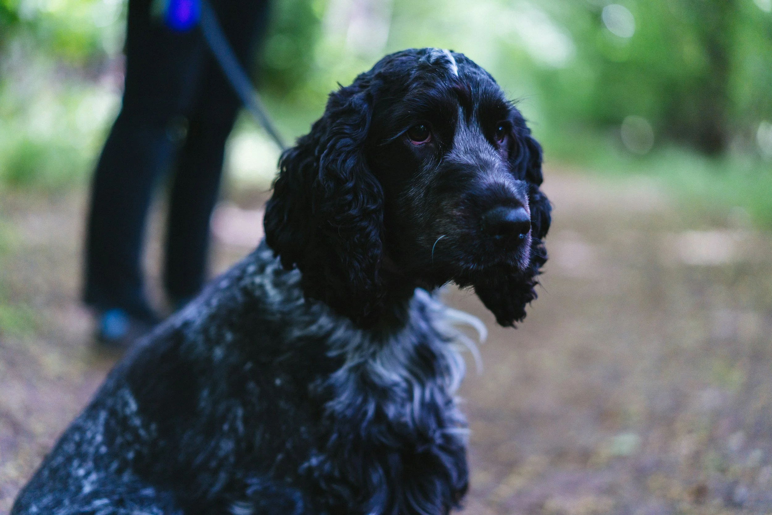 Close-up of a black and white spaniel dog sitting outdoors on a forest trail with a person holding its leash in the background.