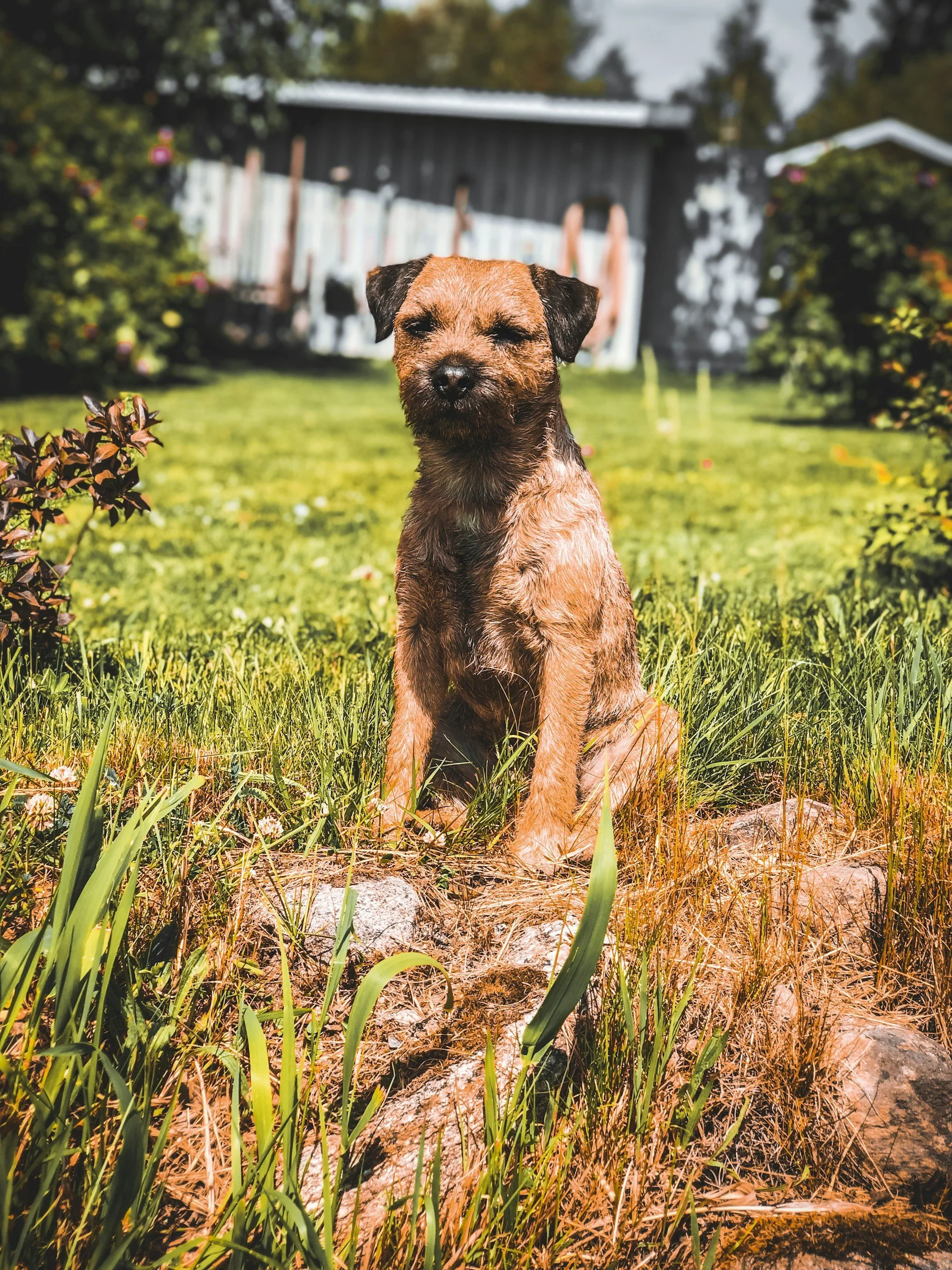 A small brown and black dog sitting on grass and rocks in a backyard with a shed and plants in the background.