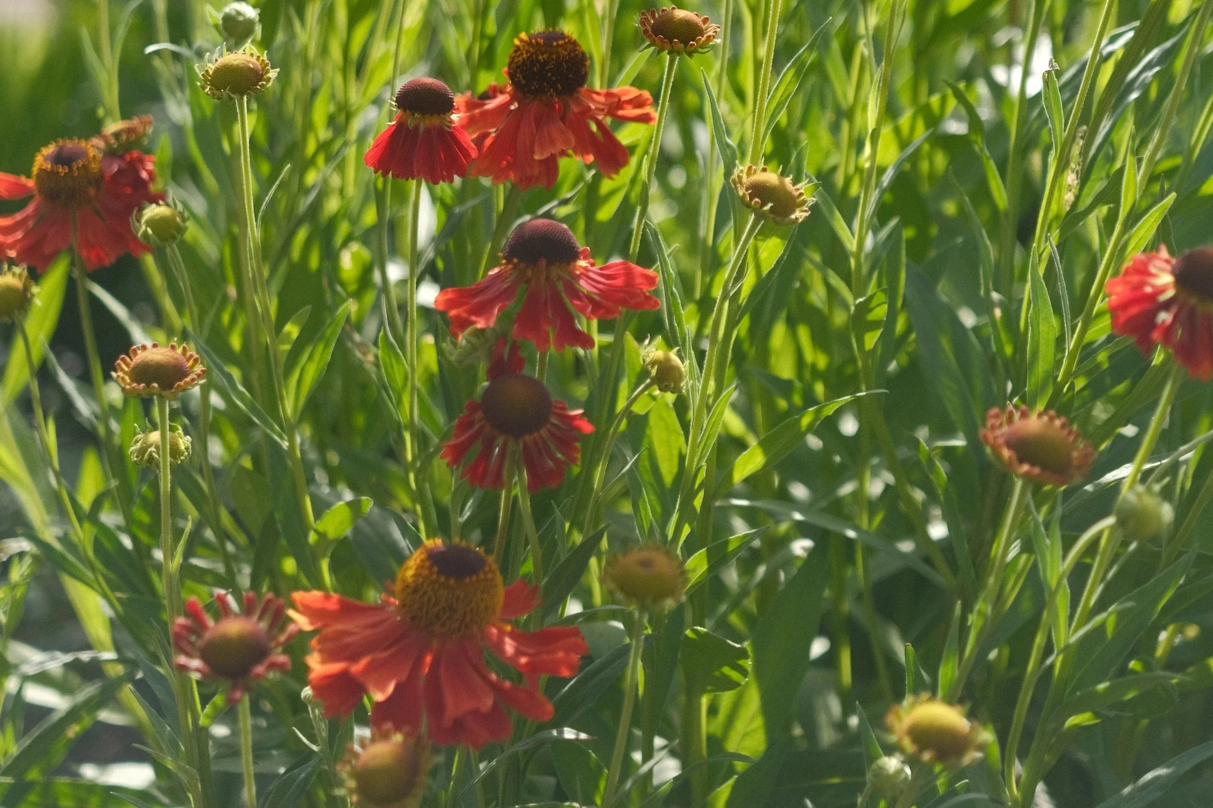 A Seasonal Guide to Sustainable Wedding Flowers - What Blooms When 