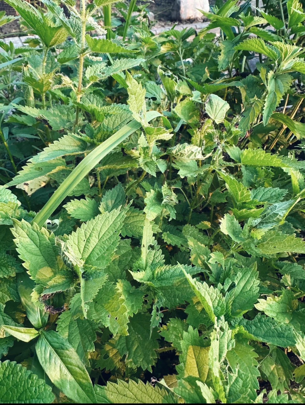 tincture of the month: stinging nettle