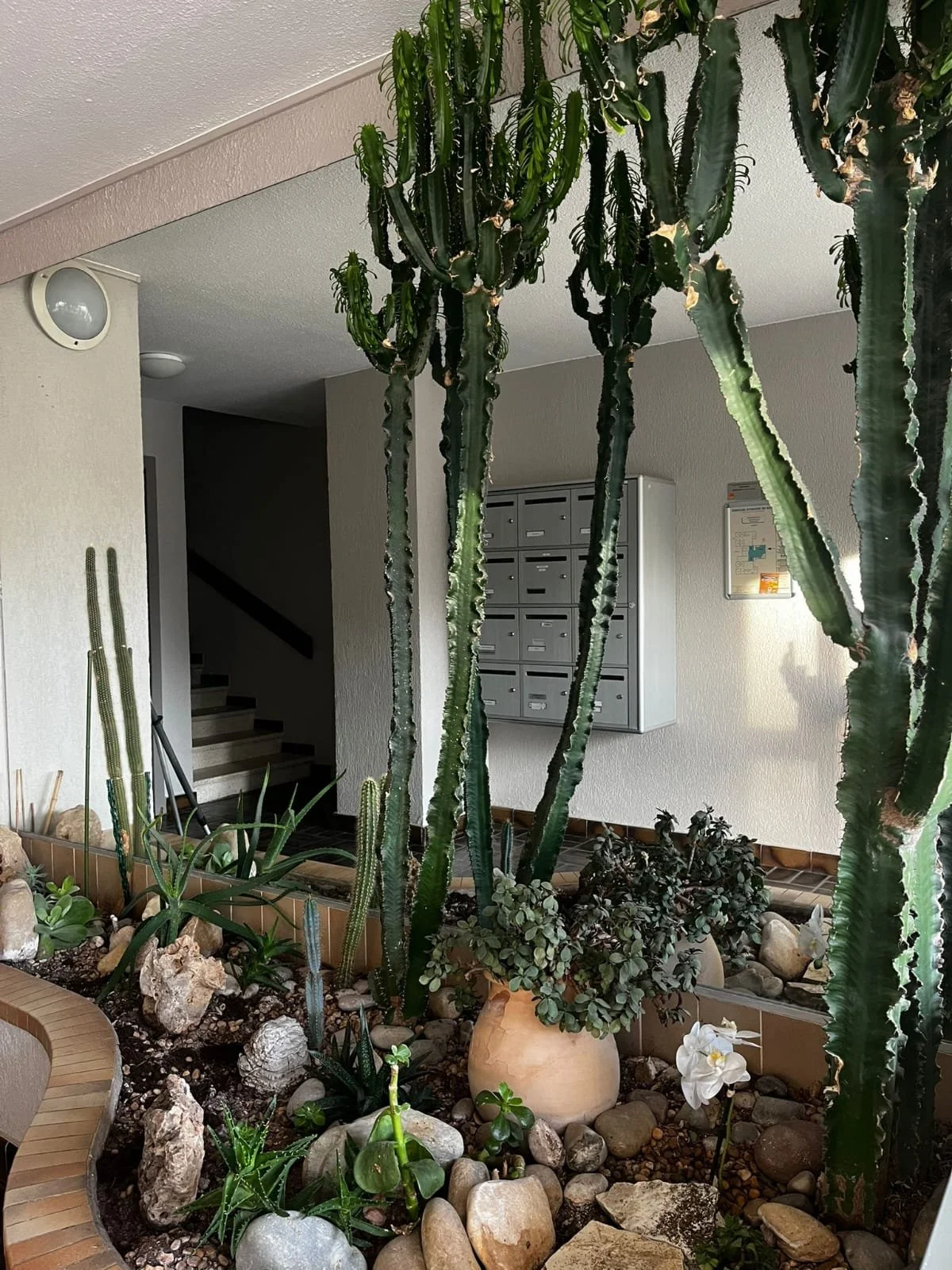 Un atrium intérieur avec diverses plantes grasses, notamment des cactus et des succulentes, dans un lit de pierres, devant un mur avec boîtes aux lettres et un panneau d'information.