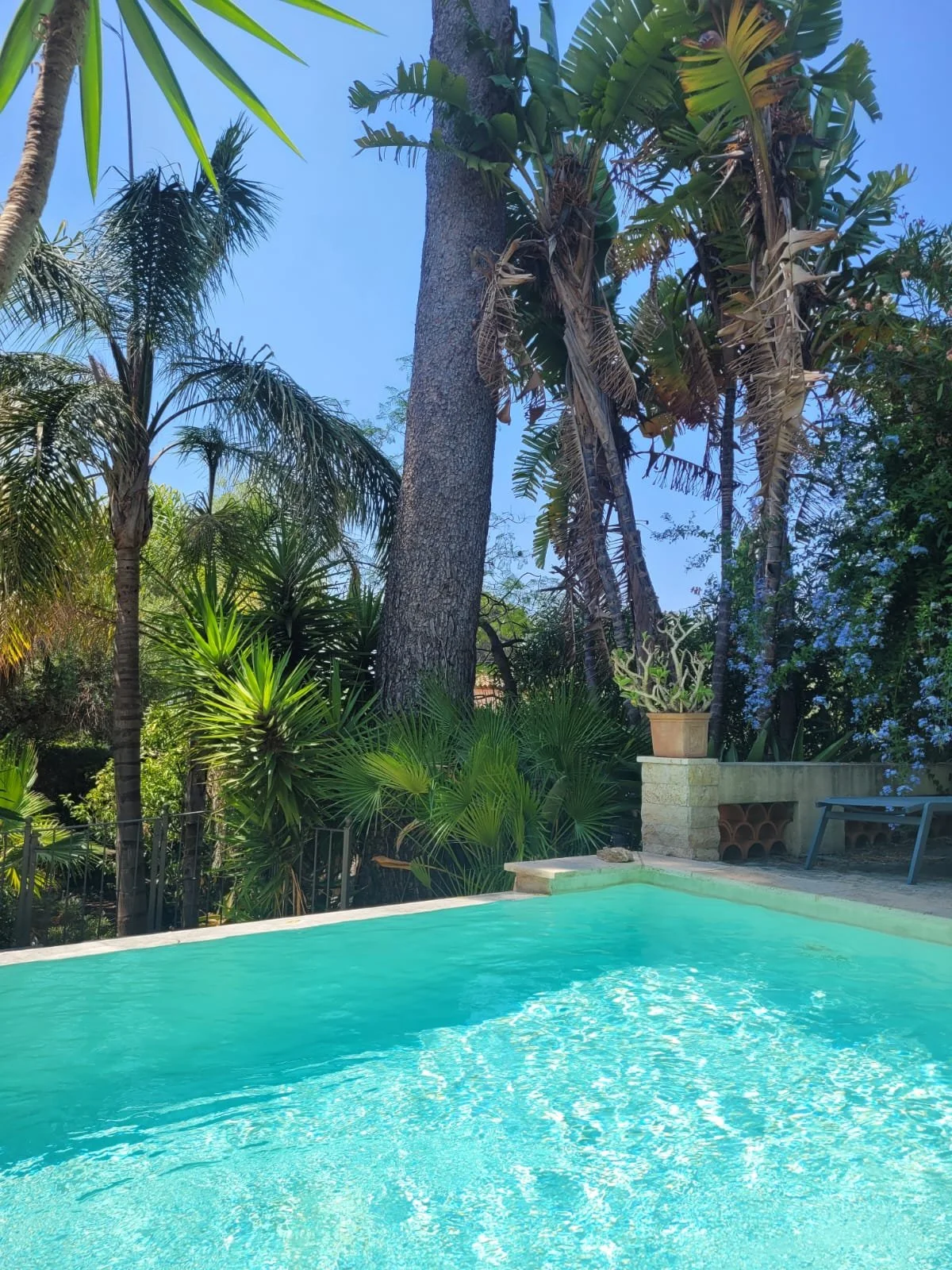 Piscine turquoise entourée de végétation tropicale avec des palmiers et des grands arbres, ciel clair.