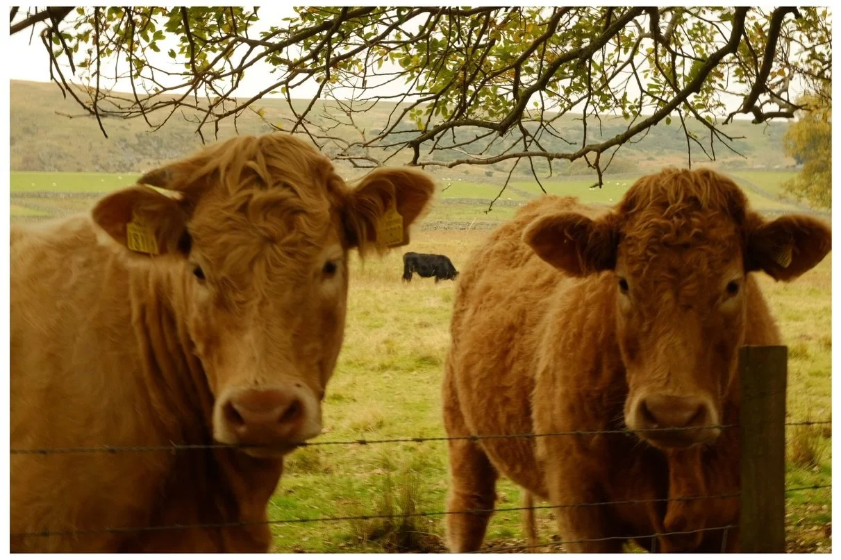 Curious cows #fujixt10