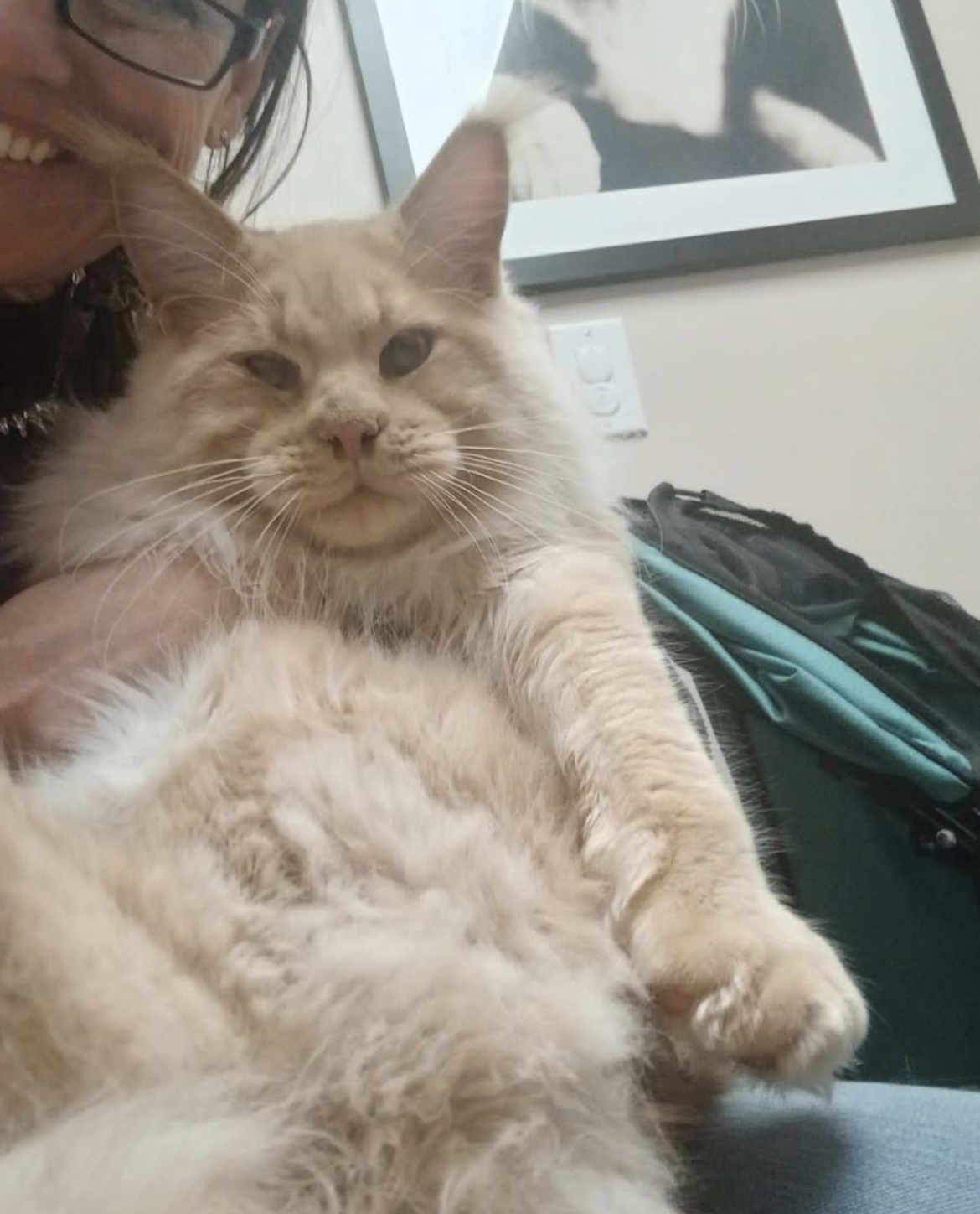 Our Maine Coon kitten at their forever home