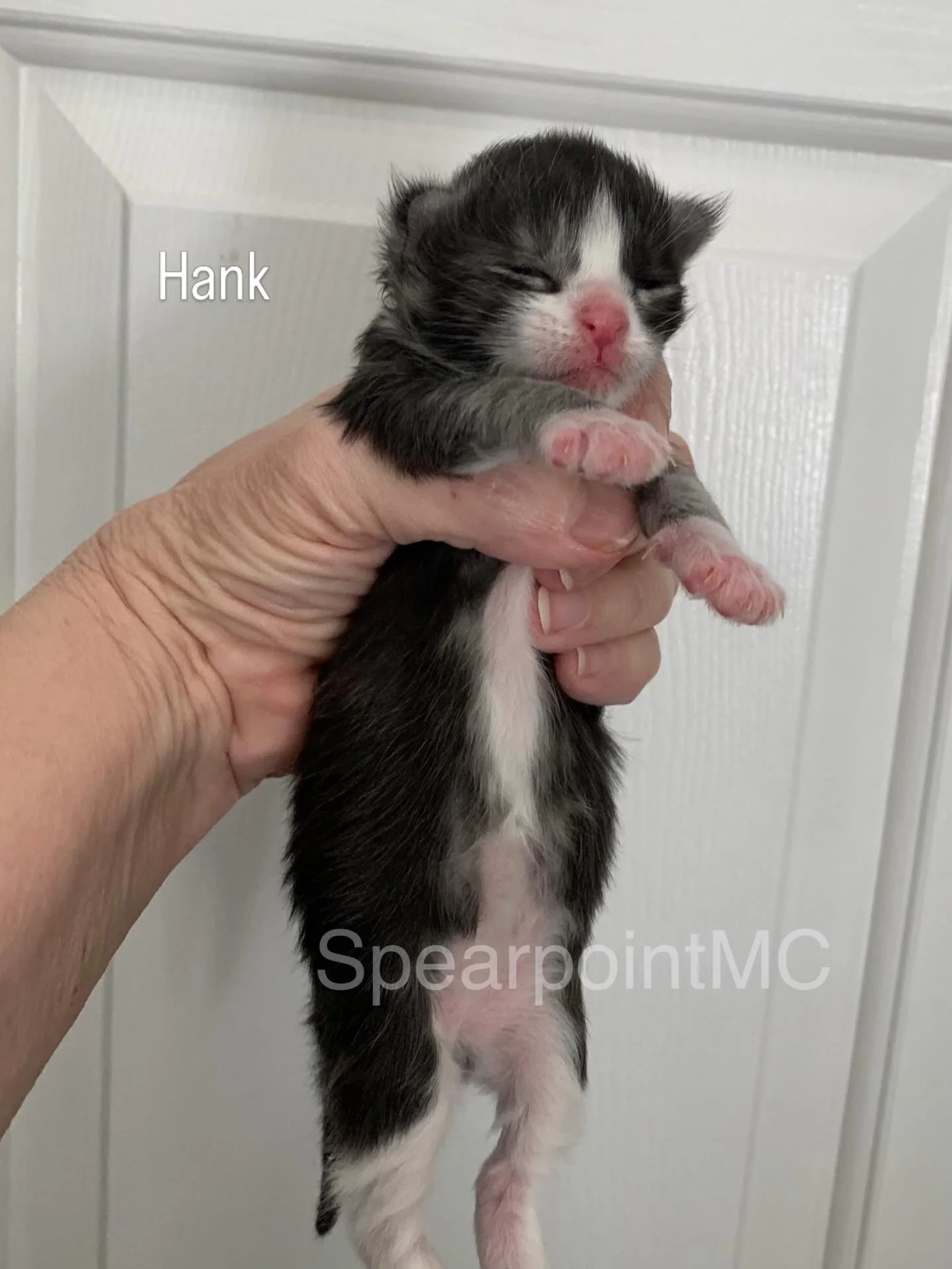 Hank - Male Maine Coon Kitten