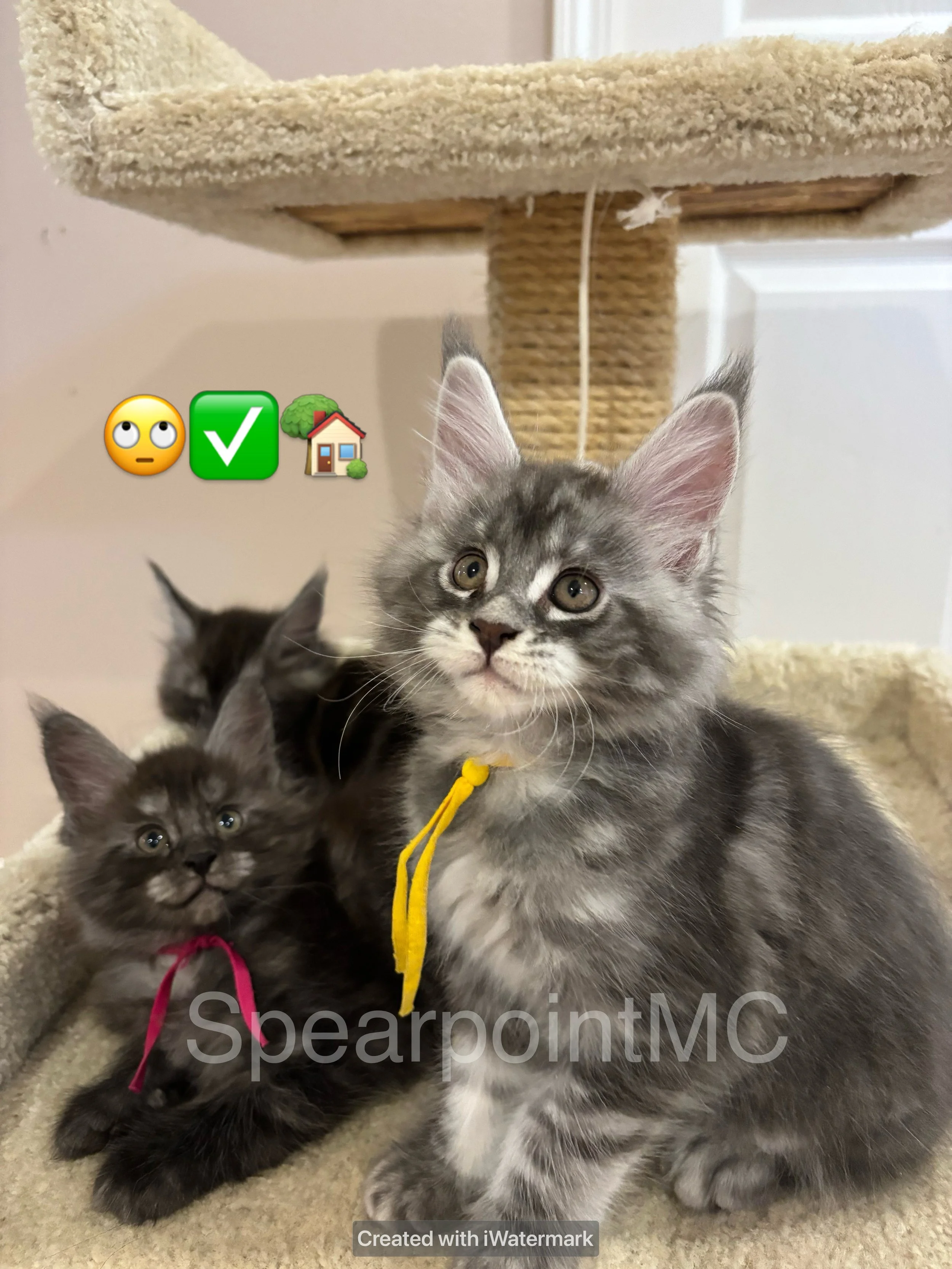 Spearpoint Maine Coon, Silver Tabby