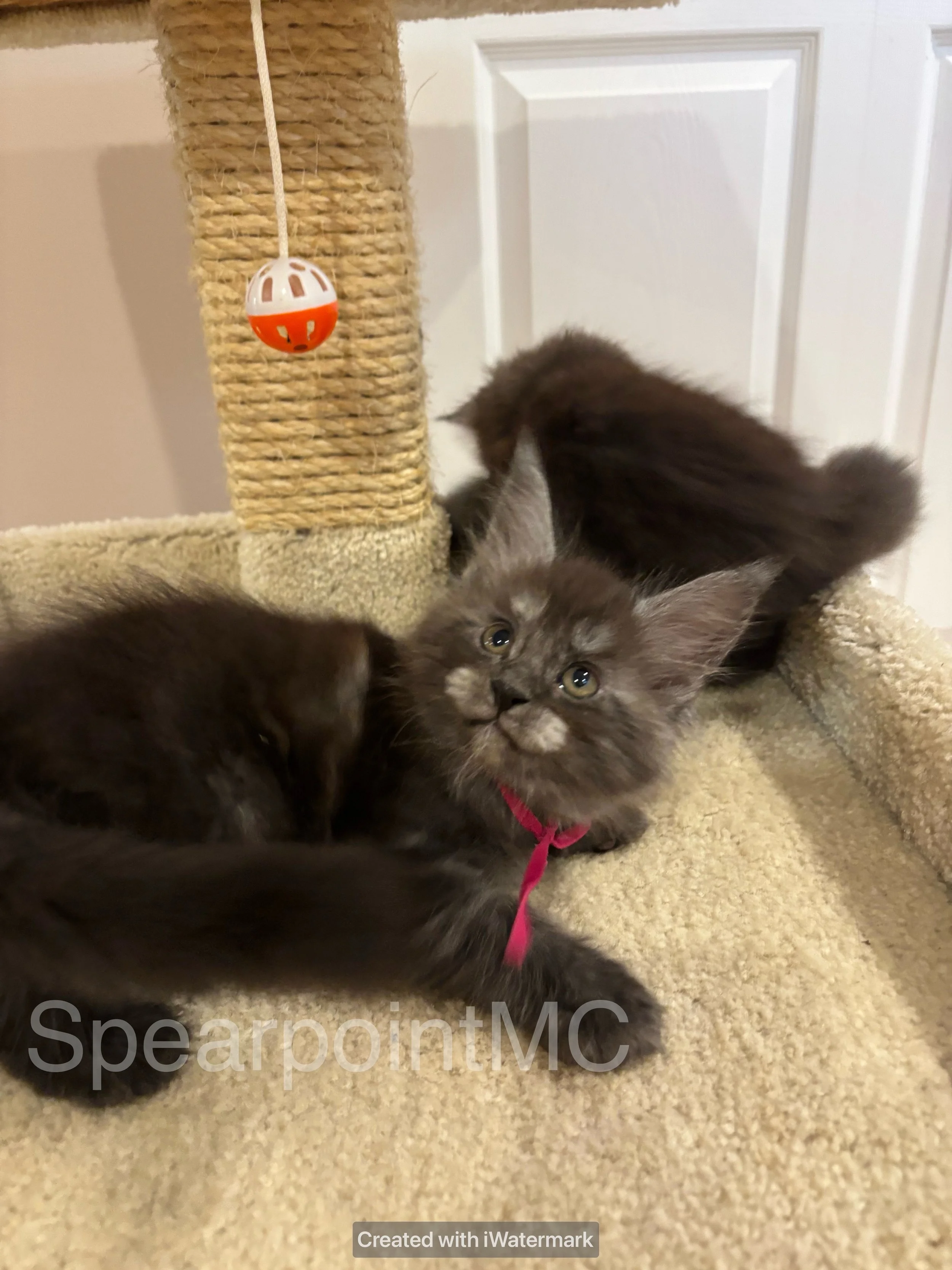 Erin Spearpoint Main Coon Cattery