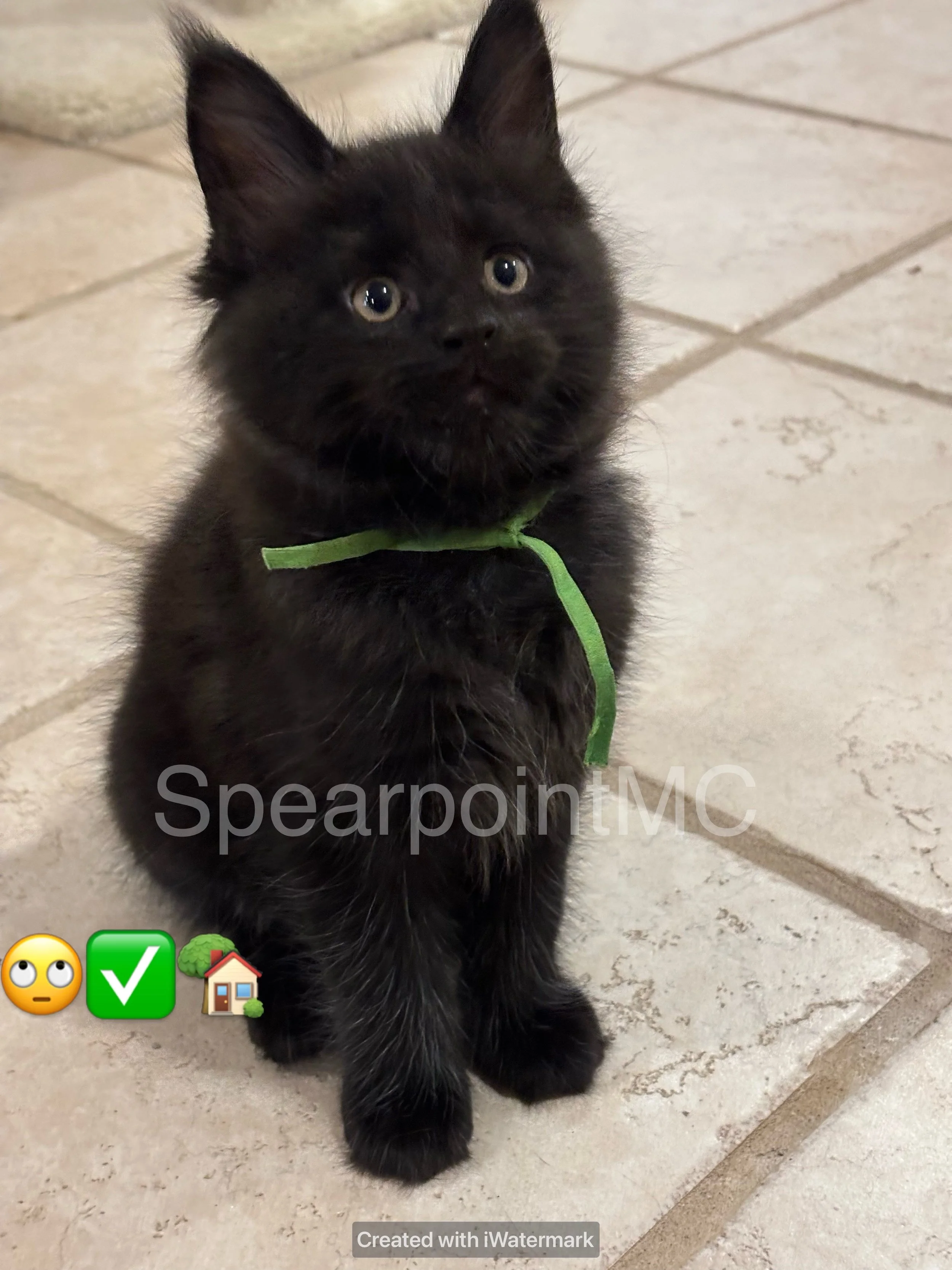 Emma Spearpoint Main Coon Cattery