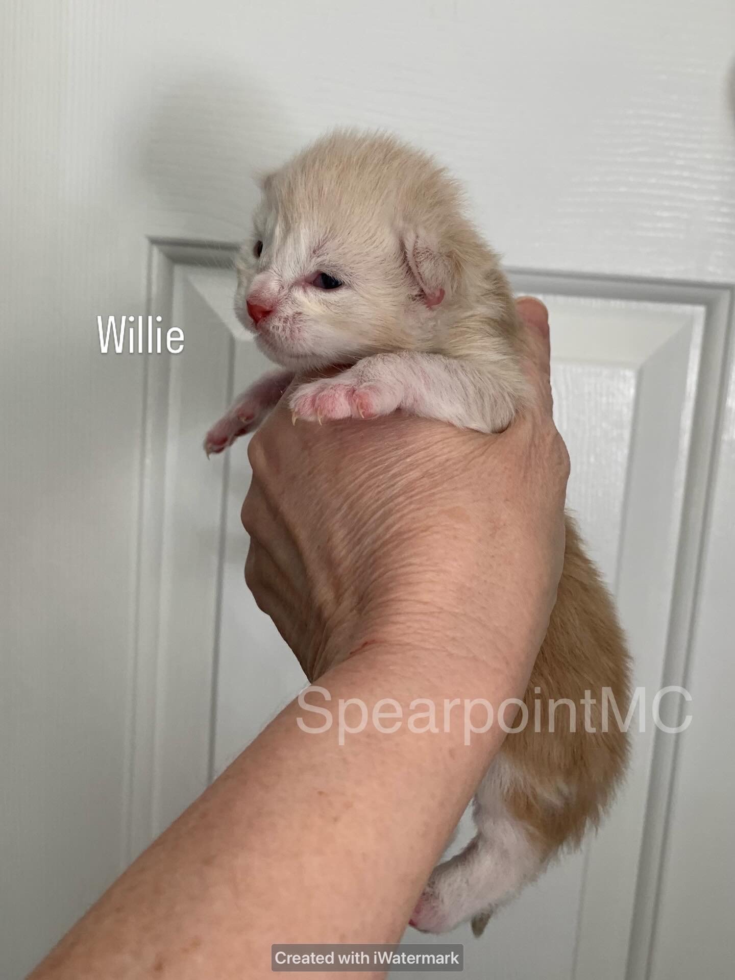 Willie - Male Maine Coon Kitten