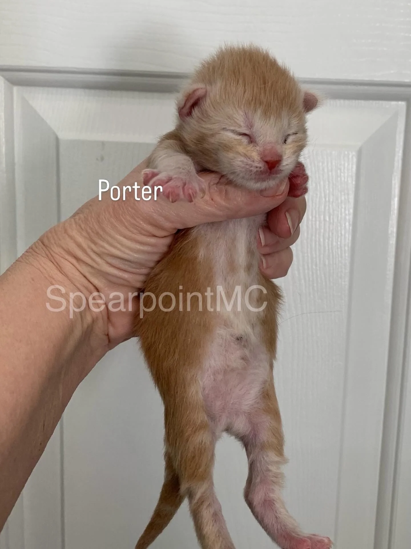 Porter - Male Maine Coon Kitten