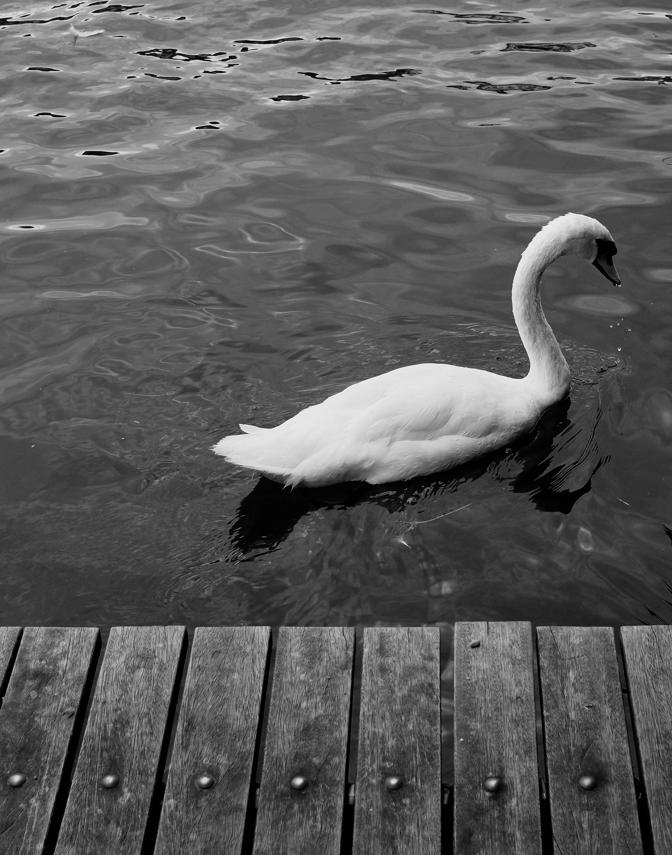 Swan lake